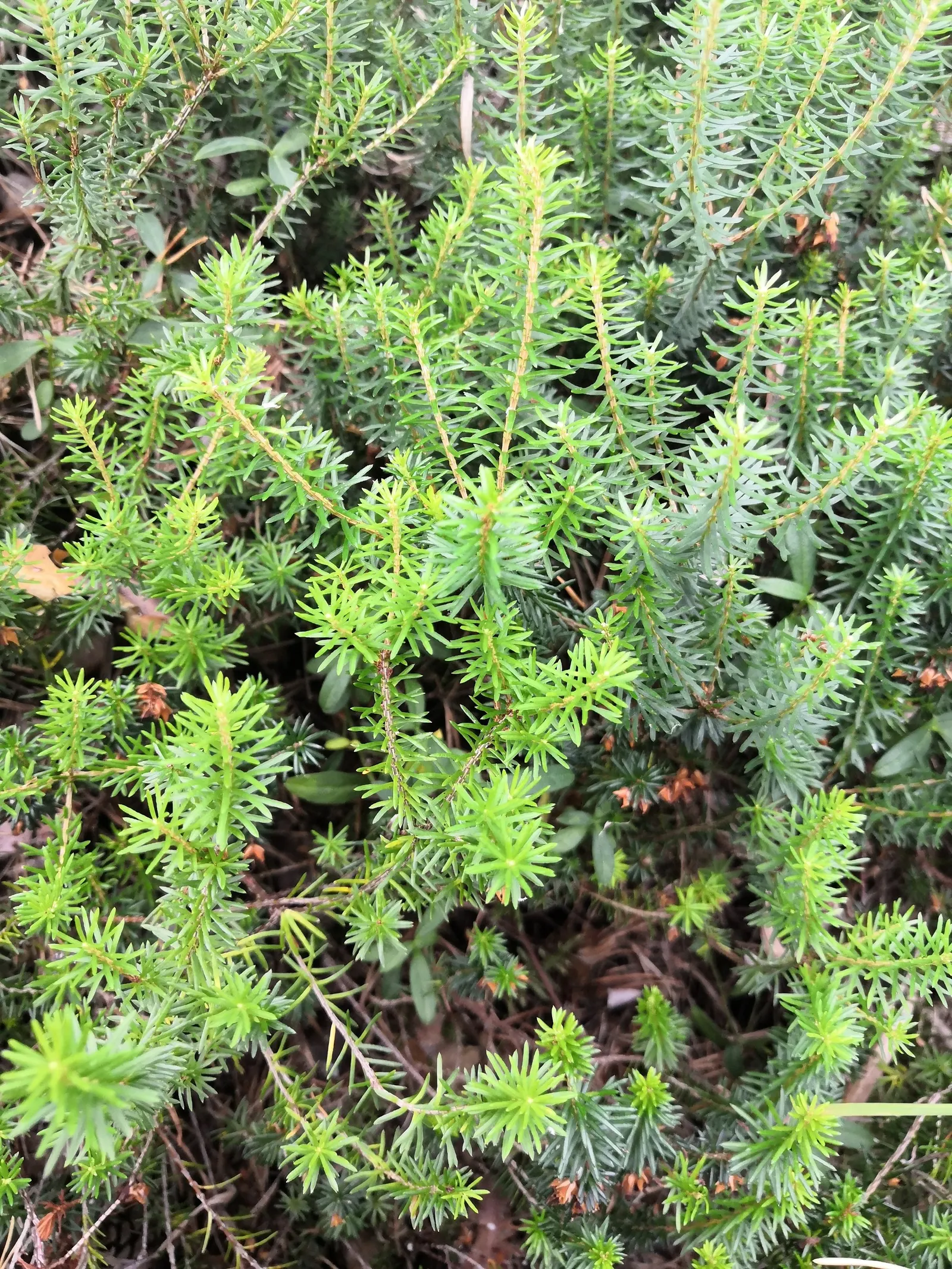 Cornish Heather (Erica Vagans) — and as an accent in mixed borders.<br><br>For the client keen on year-round interest