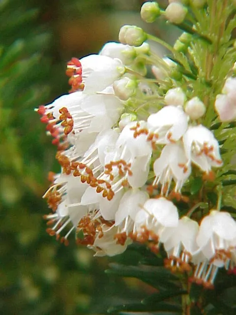 Cornish Heather (Erica Vagans) — well-drained soil and is ideal for rock gardens, image 32