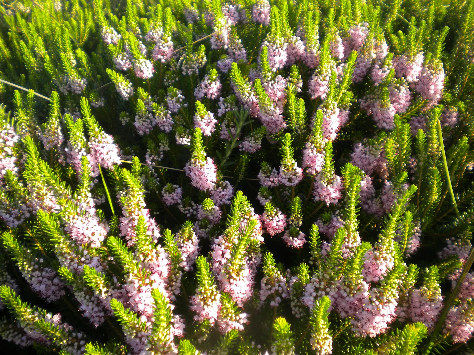 Cornish Heather (Erica Vagans) — Blooming from late summer to fall, it attracts pollinators while offering year-round interest