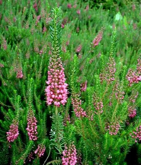 Cornish Heather (Erica Vagans) — This sun-loving heath thrives in acidic; pink flowers in the garden