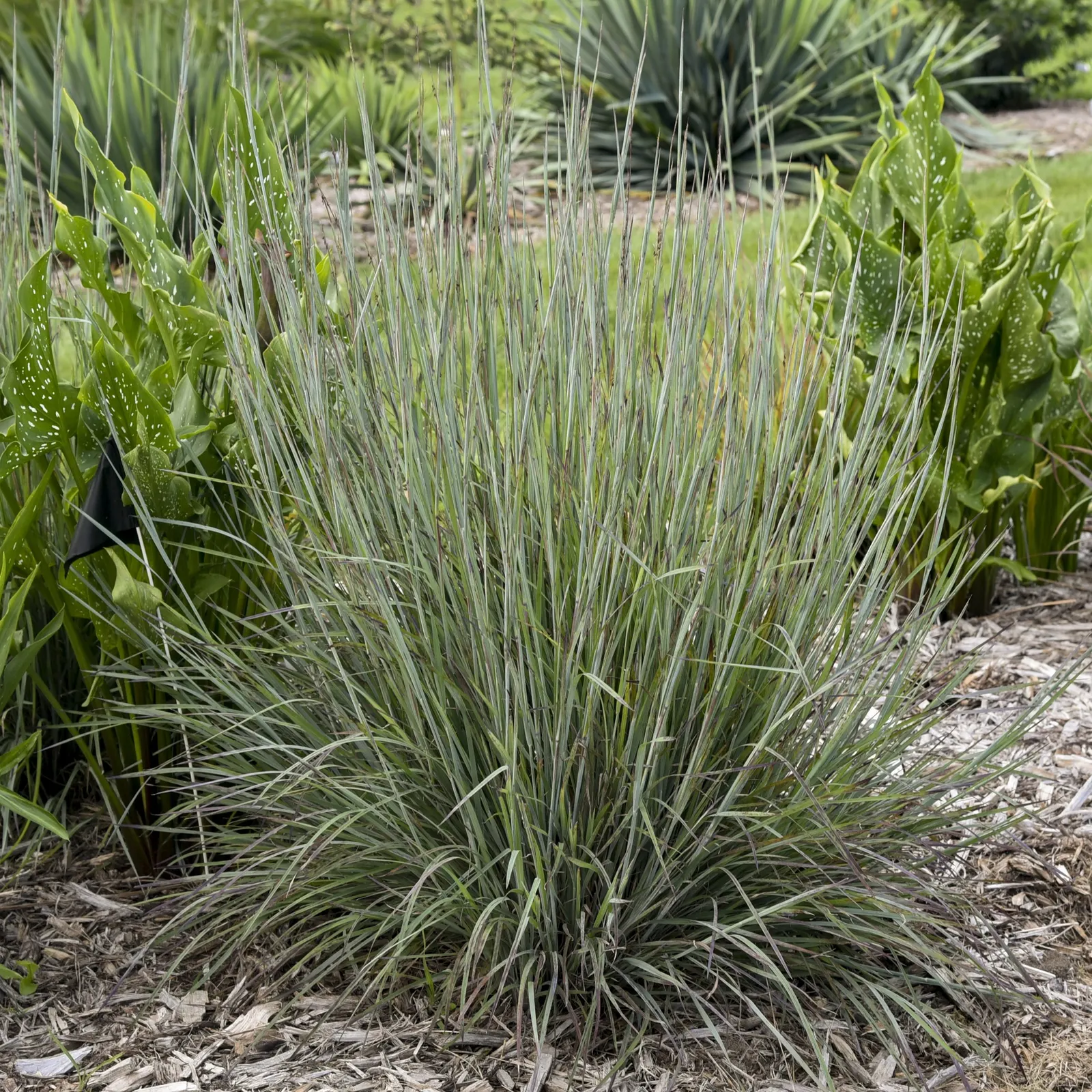 'Brush Strokes' Little Bluestem (Schizachyrium scoparium) — topped by tan plumes from late summer onward