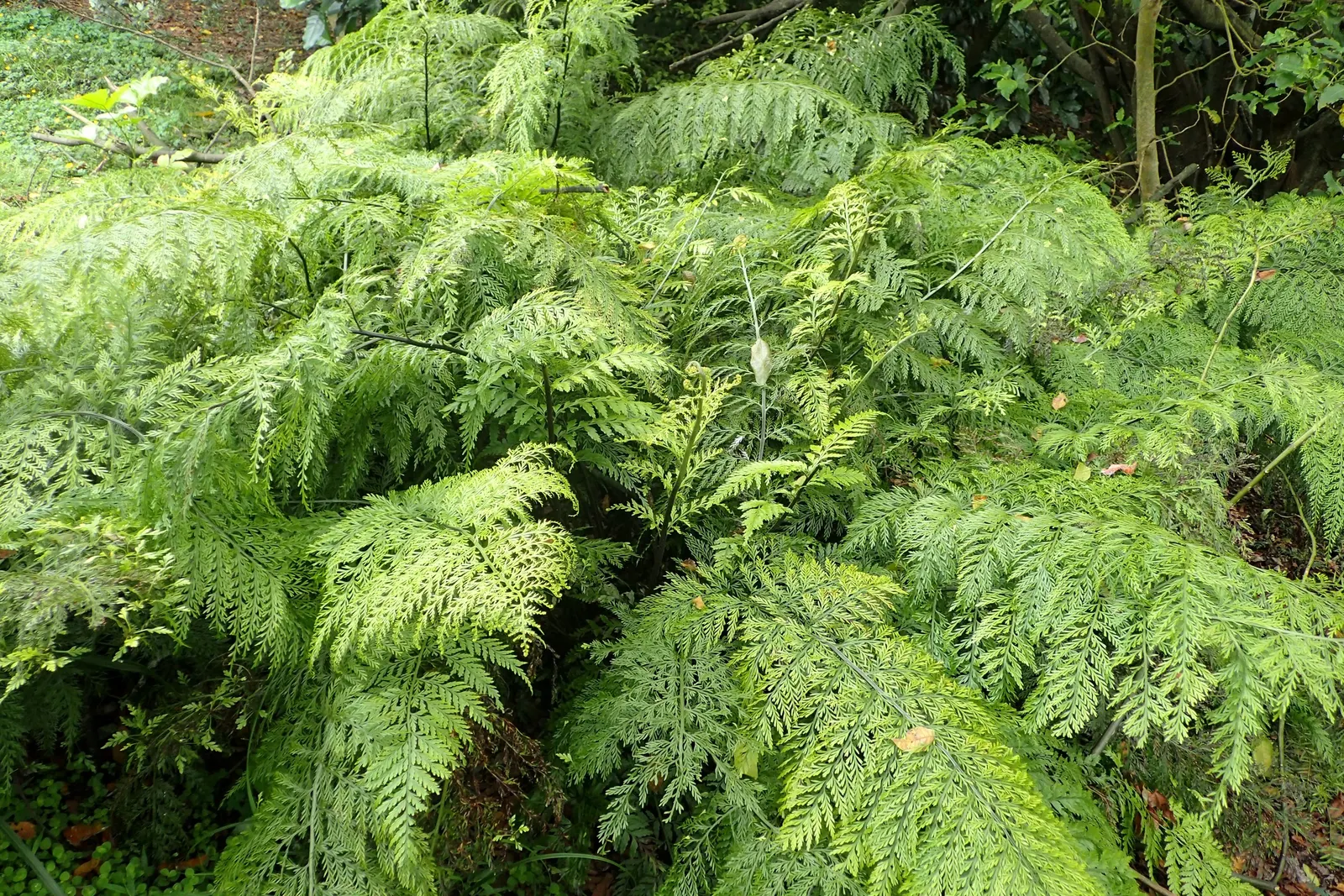 Mother Fern (Asplenium Bulbiferum) — is a lush evergreen fern boasting feathery fronds that reach 1-2 feet in length; it prefers partial to full, image 47