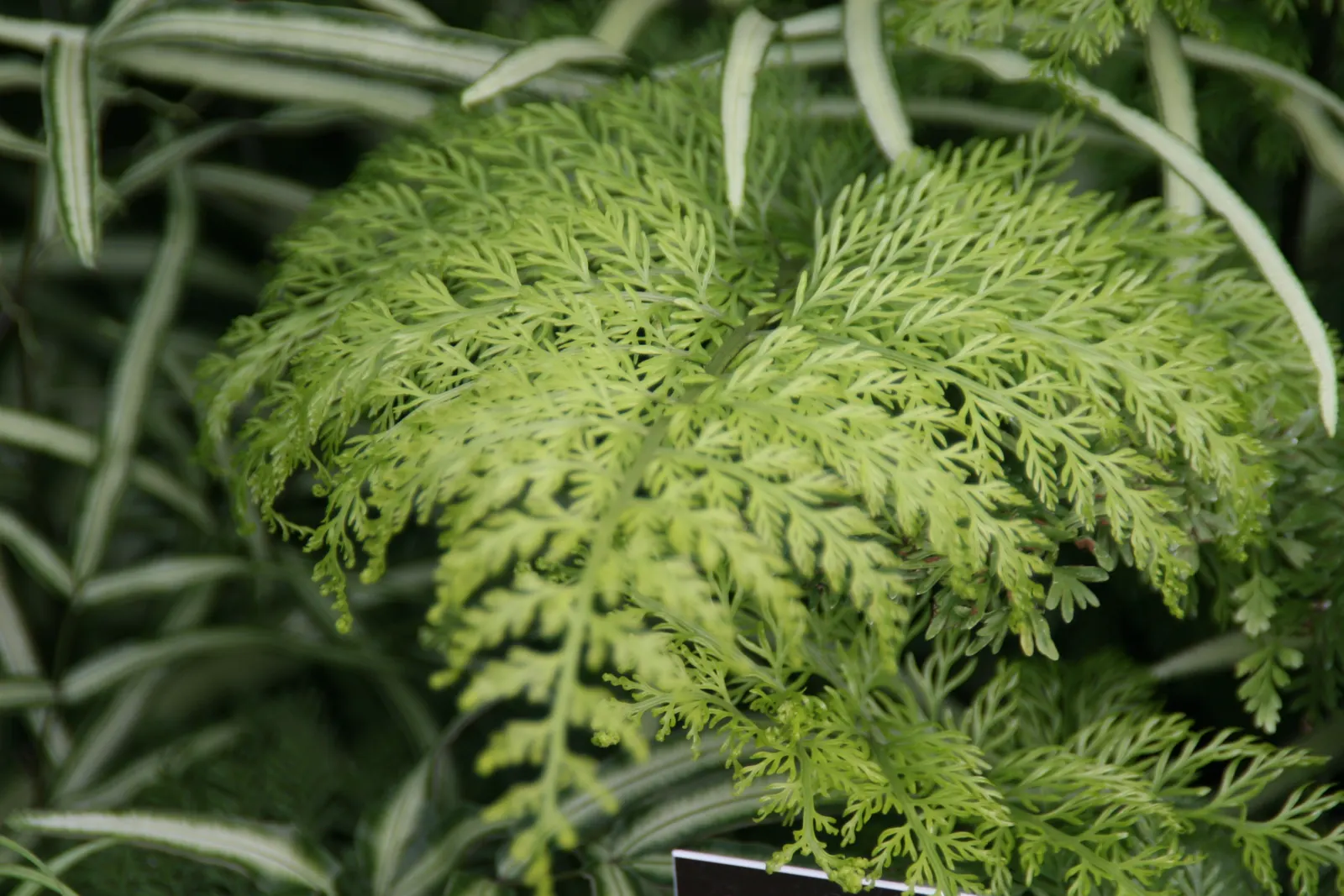 Mother Fern (Asplenium Bulbiferum) — As these plantlets mature, image 35