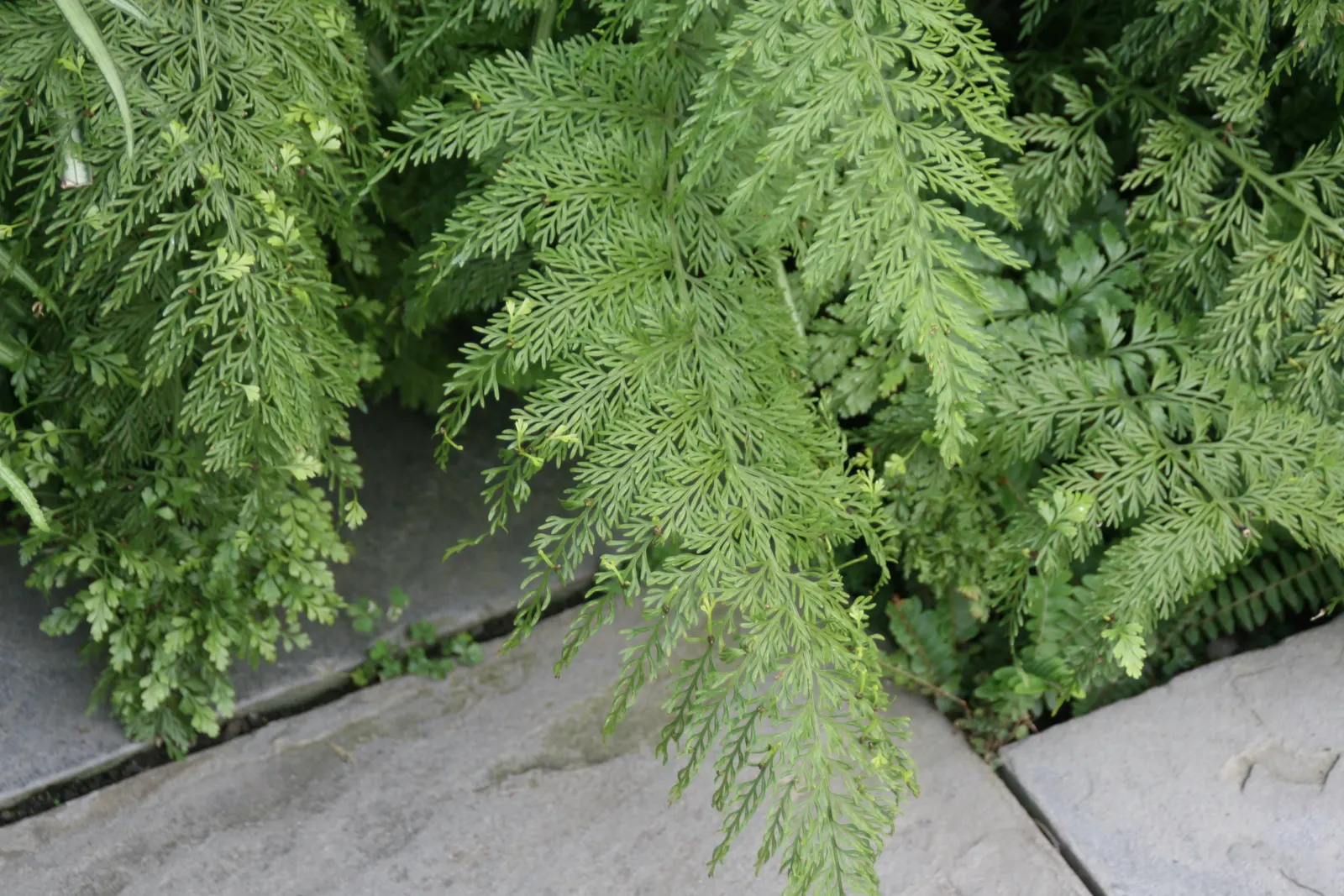 Mother Fern (Asplenium Bulbiferum) — fern for deep shade or shade; ensuring ample space between specimens to accommodate their full size