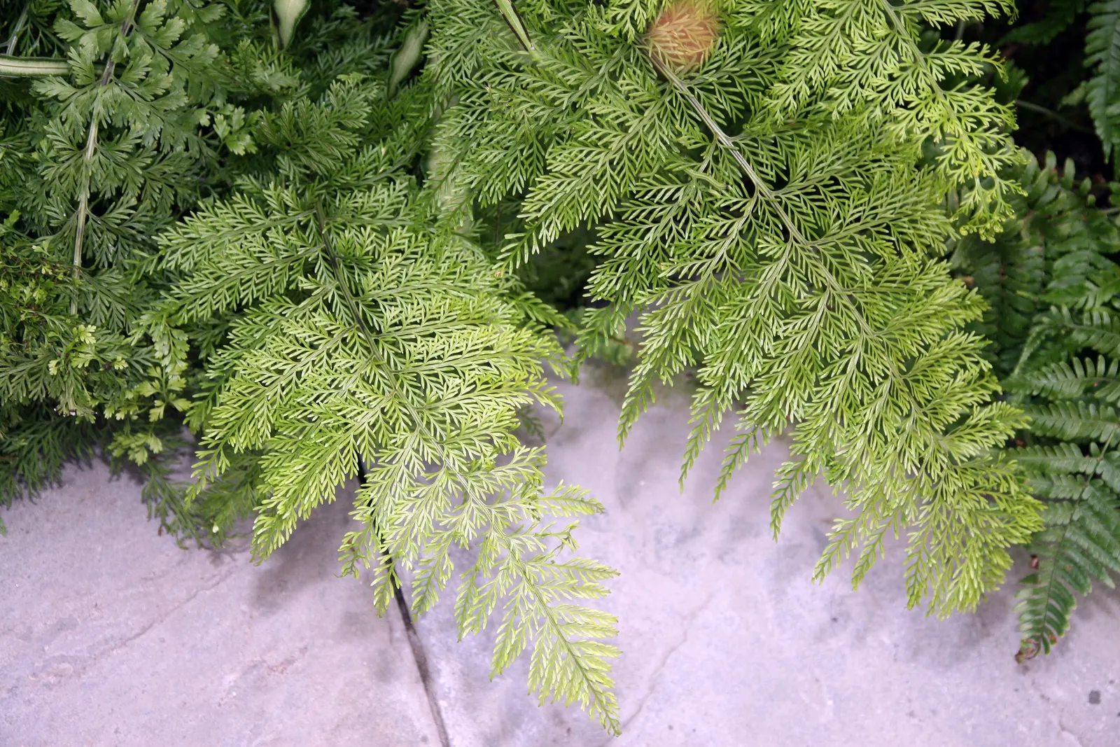 Mother Fern (Asplenium Bulbiferum) — It prefers partial to full shade and moist, well-drained soil; valued for its reproductive vivipary, it produces tiny