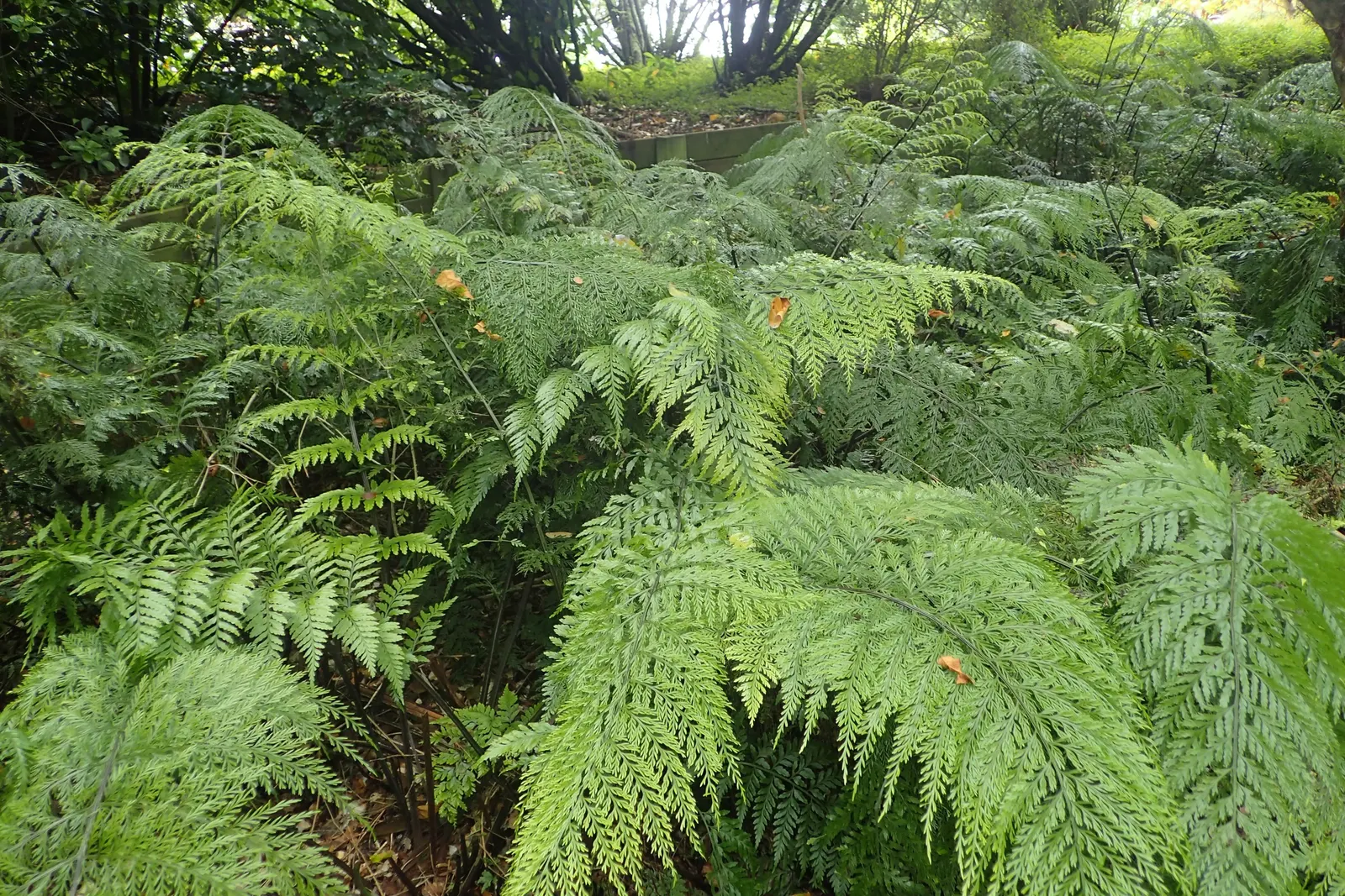 Mother Fern (Asplenium Bulbiferum) — they can drop off and root in the surrounding soil; account for its mature spread
