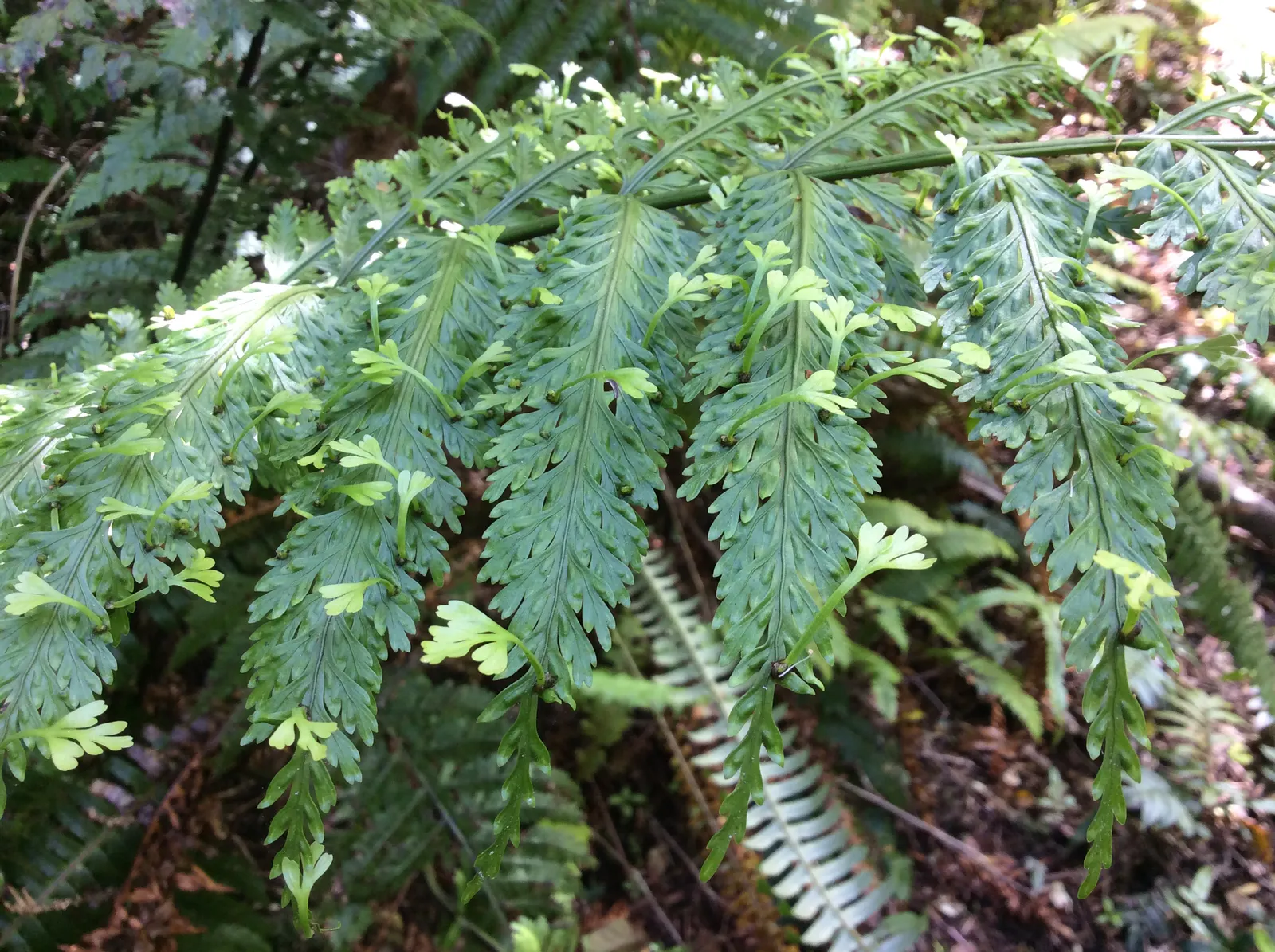 Mother Fern (Asplenium Bulbiferum) — account for its mature spread; well-drained soil with a pH range of 5.0 to 5.5