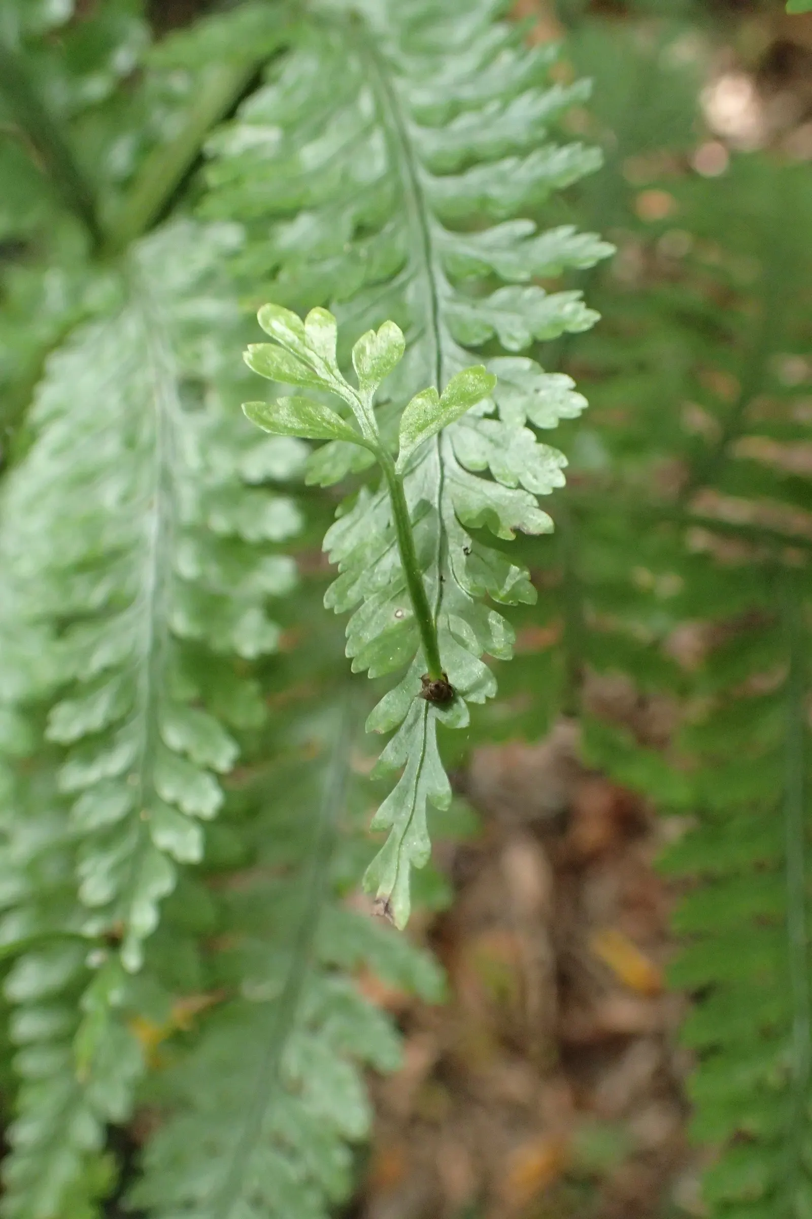 Mother Fern (Asplenium Bulbiferum) — which loosely equates to mildly acidic conditions; it also necessitates consistently moist soil, so regular watering is