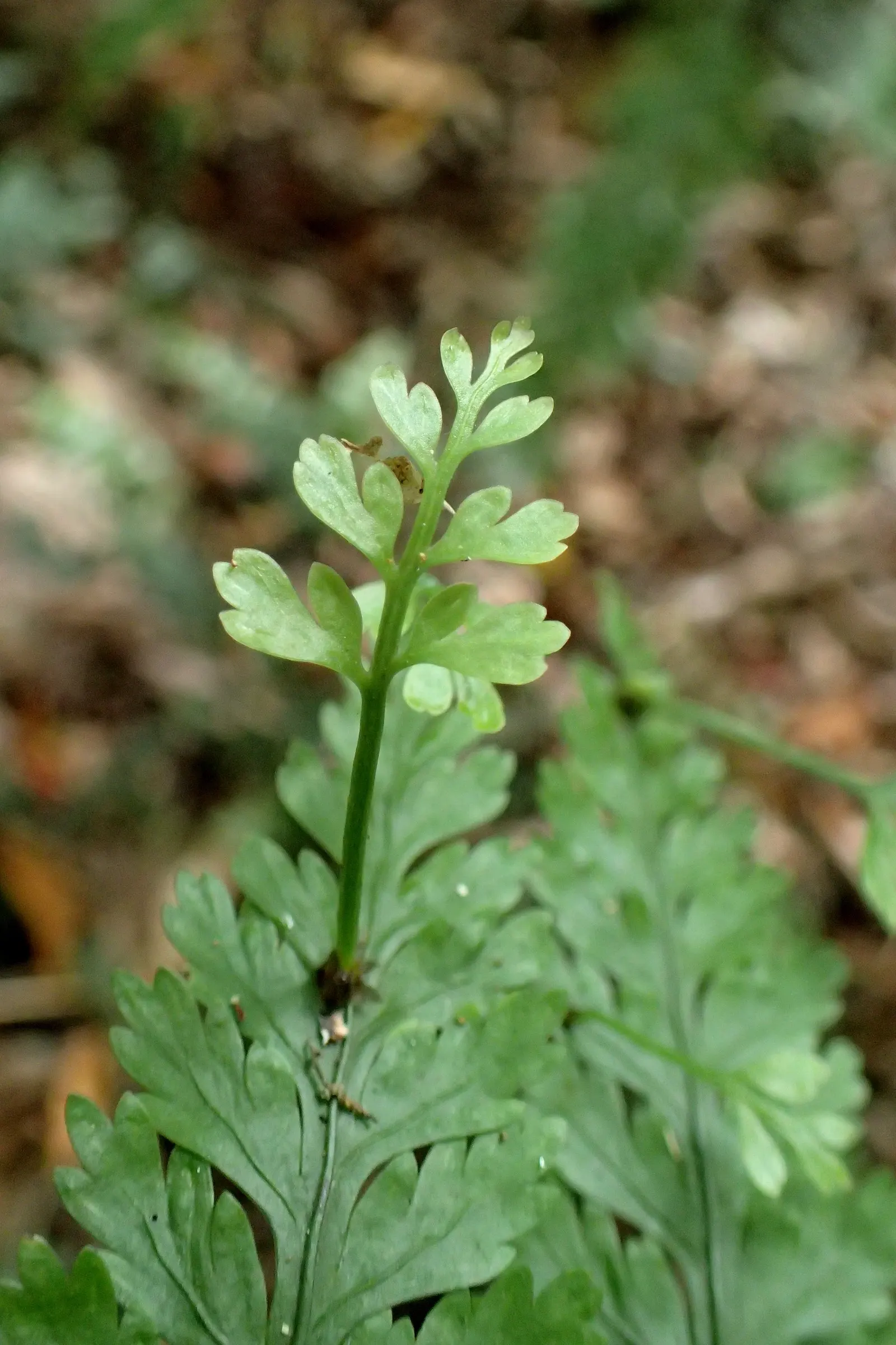 Mother Fern (Asplenium Bulbiferum) — giving rise to new ferns and aiding in propagation.<br><br>For optimal growth