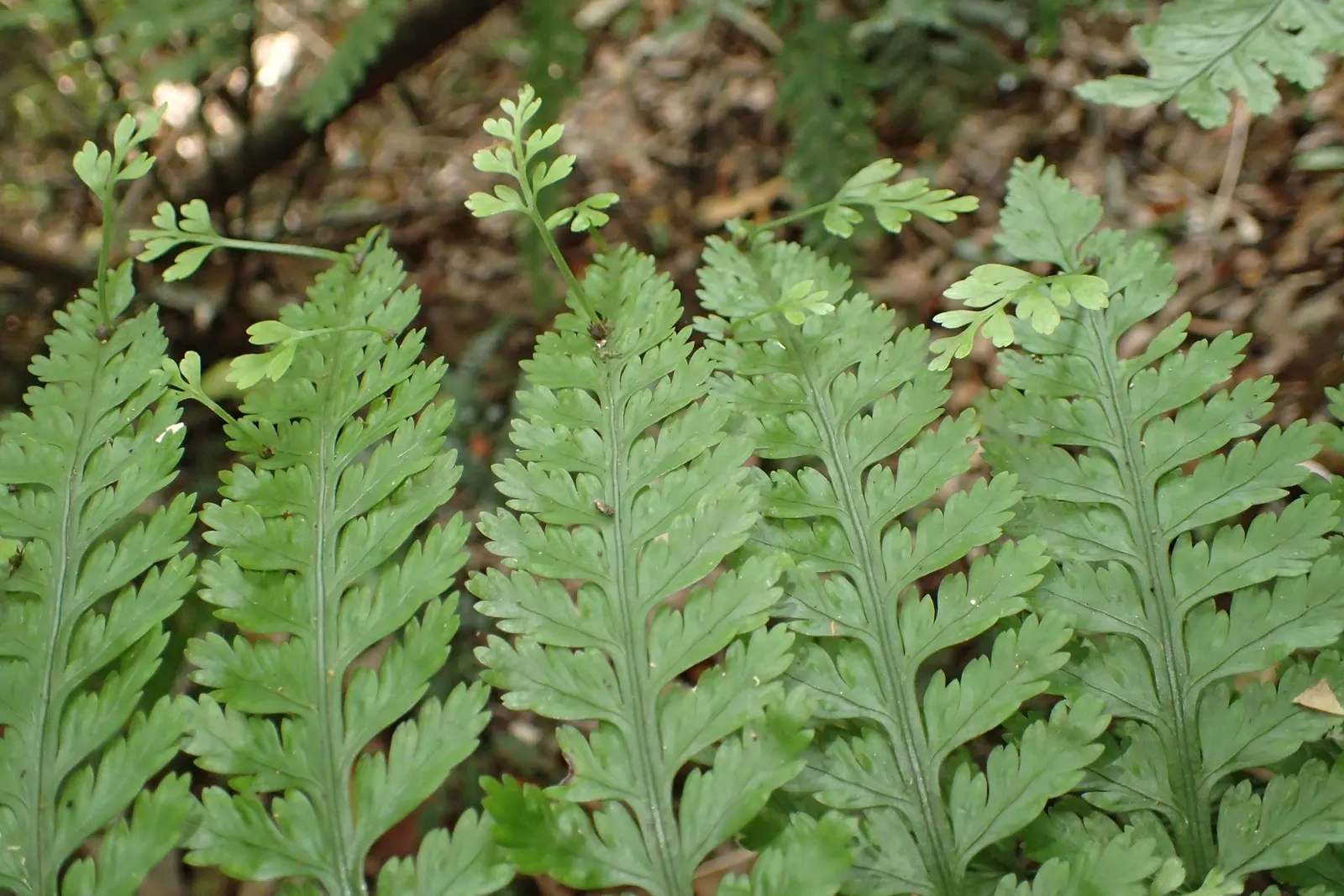 Mother Fern (Asplenium Bulbiferum) — A charming accent for shady gardens or container displays that offers a verdant, textured appearance; it is particularly