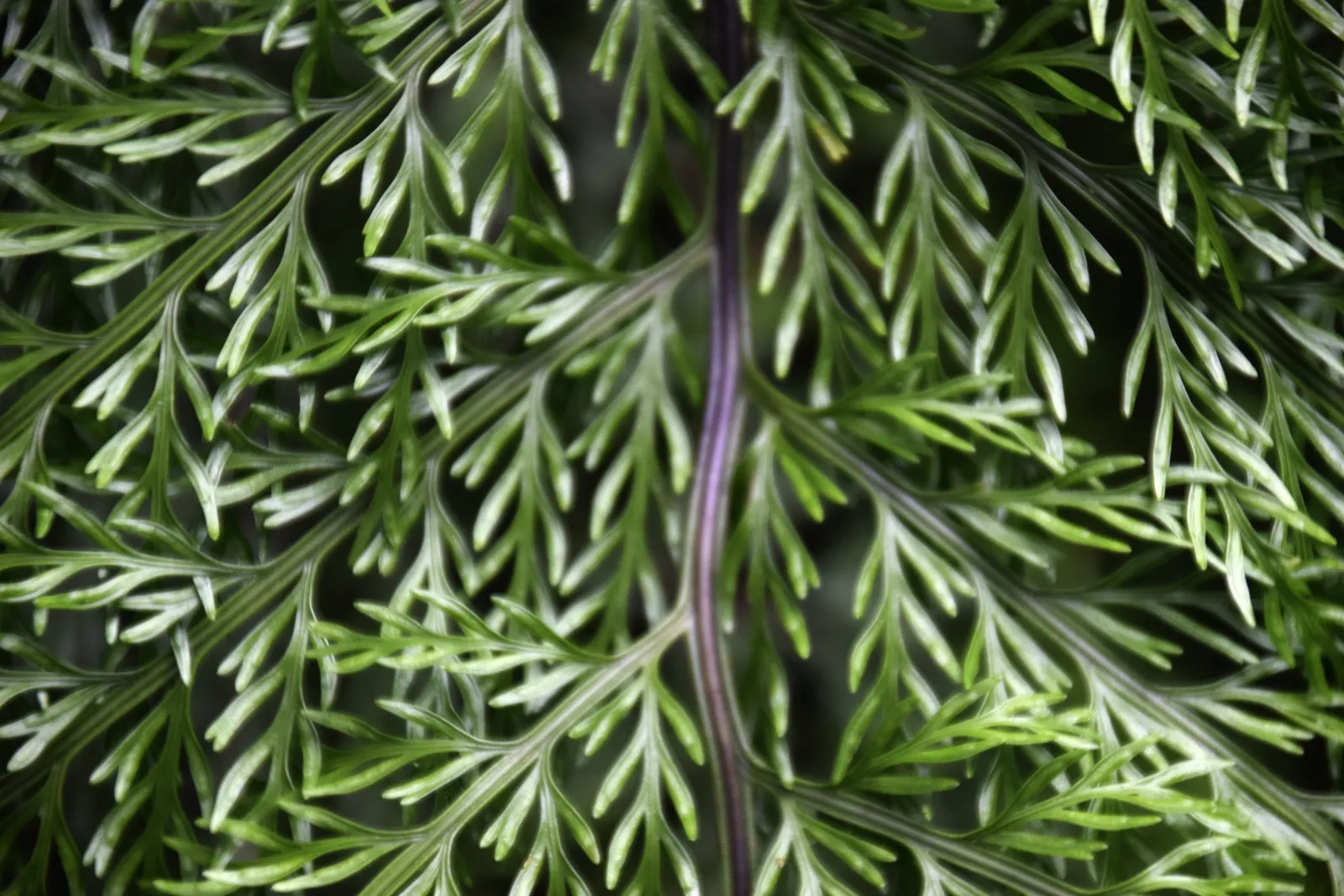 Mother Fern (Asplenium Bulbiferum) — commonly known as the Mother Fern; which loosely equates to mildly acidic conditions