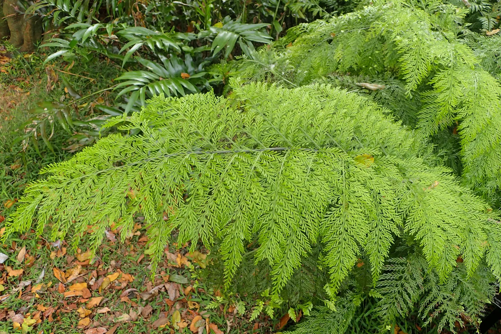Mother Fern (Asplenium Bulbiferum) — evergreen fern that adds delicate beauty to shaded landscapes; fern for deep shade or shade