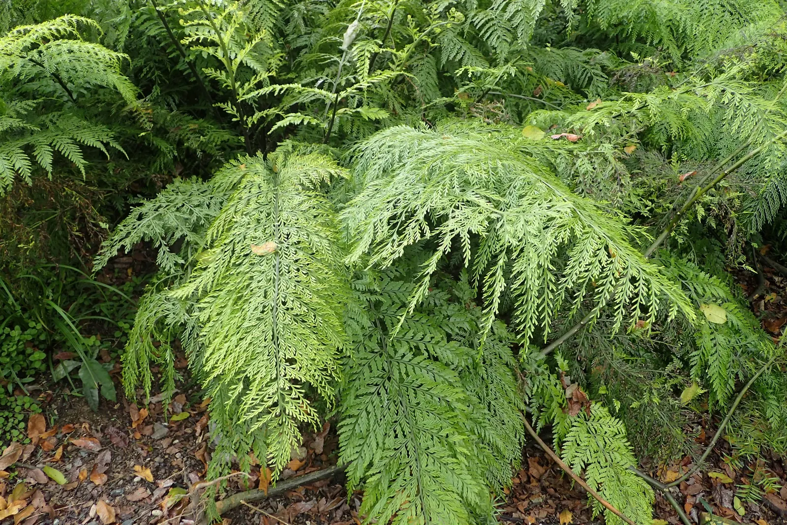 Mother Fern (Asplenium Bulbiferum) — the Mother Fern is a low-maintenance plant that adds elegance to shaded nooks