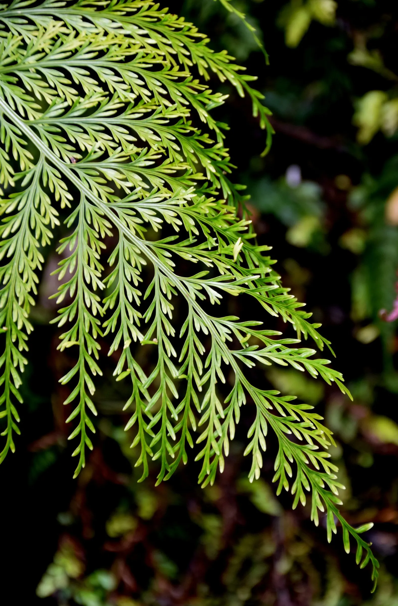 Mother Fern (Asplenium Bulbiferum) — well-drained soil with a pH range of 5.0 to 5.5