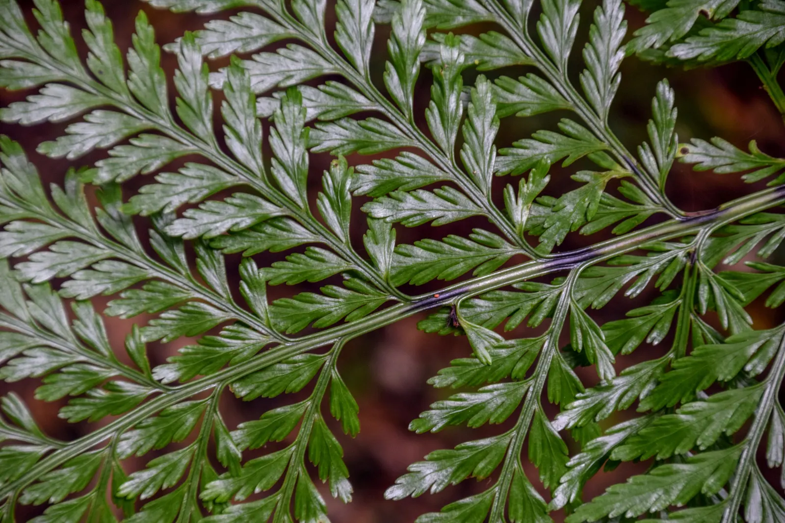 Mother Fern (Asplenium Bulbiferum) — One distinct characteristic of this fern is its ability to produce bulbils - tiny plantlets - atop its fronds