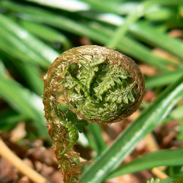 Mother Fern (Asplenium Bulbiferum) — A charming accent for shady gardens or container displays that offers a verdant, textured appearance