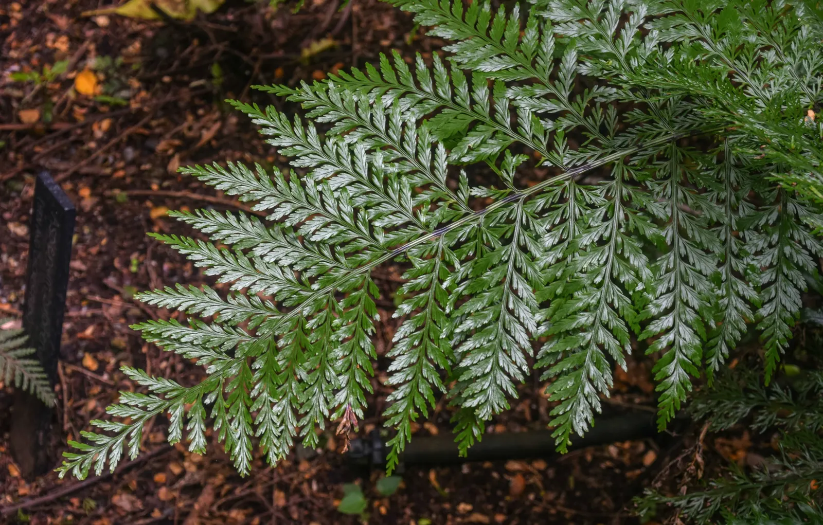 Mother Fern (Asplenium Bulbiferum) — It is particularly suited for understory plantings in temperate regions