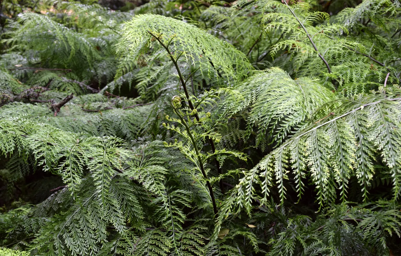 Mother Fern (Asplenium Bulbiferum) — which loosely equates to mildly acidic conditions