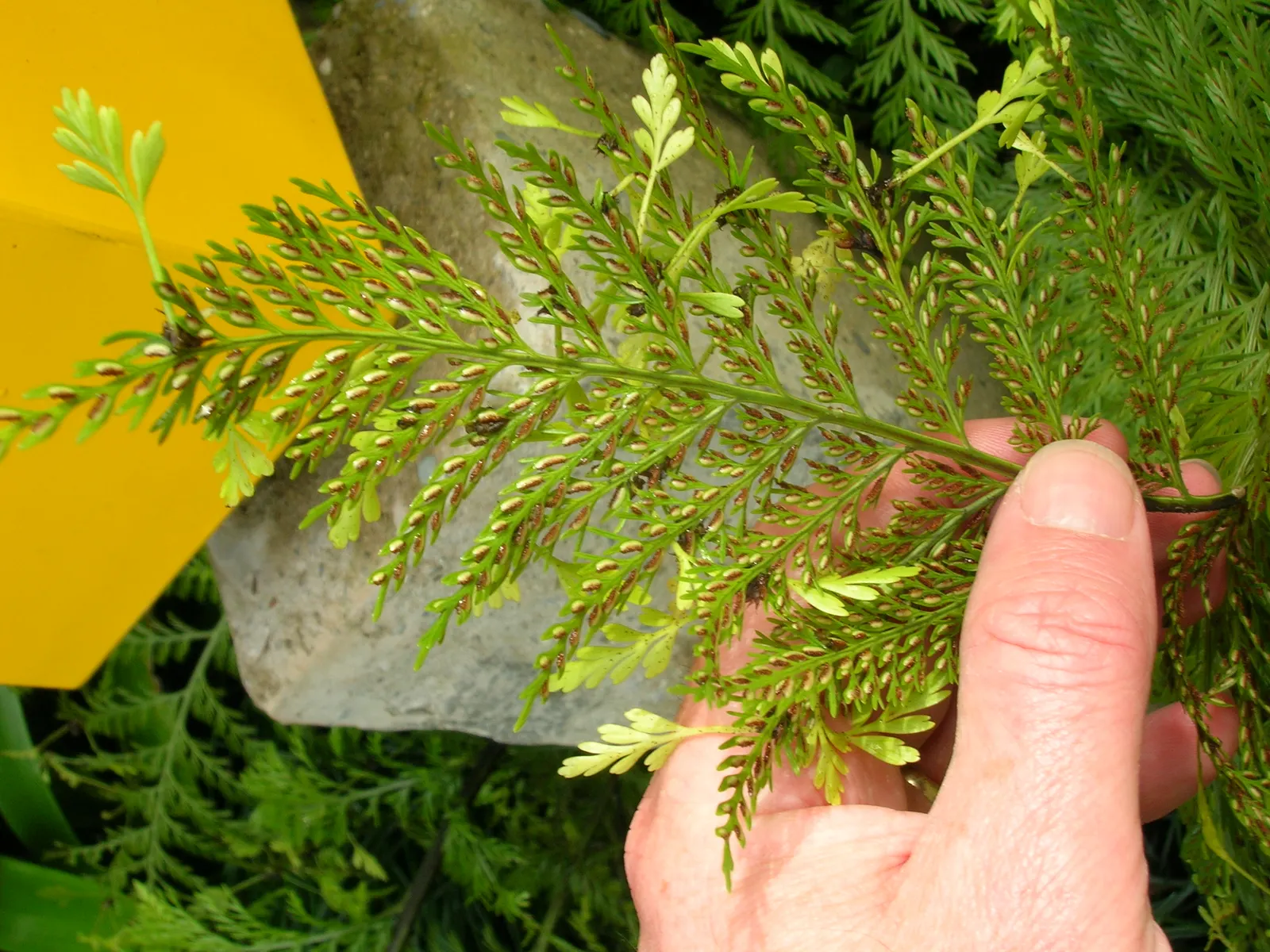 Mother Fern (Asplenium Bulbiferum) — This fern originates from New Zealand and eastern Australia and thrives in USDA hardiness zones 9-11