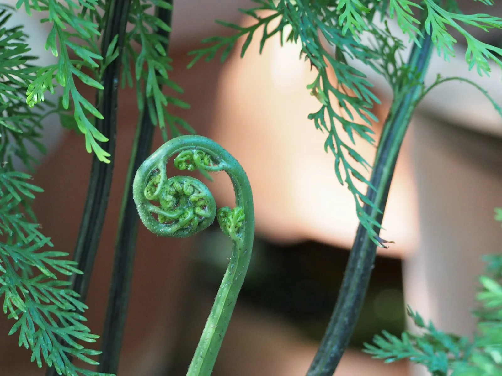Mother Fern (Asplenium Bulbiferum) — the Mother Fern is a low-maintenance plant that adds elegance to shaded nooks; commonly known as the Mother Fern