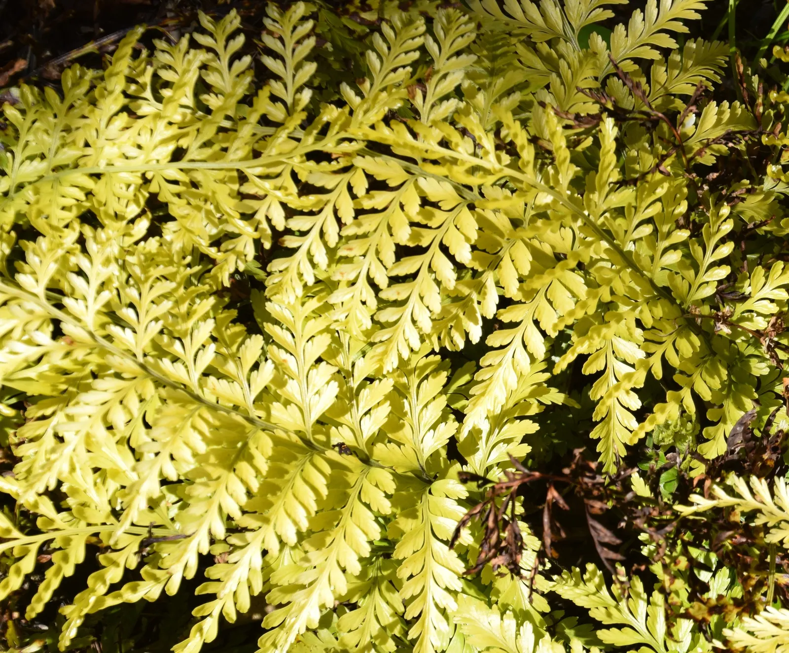 Mother Fern (Asplenium Bulbiferum) — These offspring root easily upon falling; be cautious of overwatering, however, as it can lead to root rot, image 49
