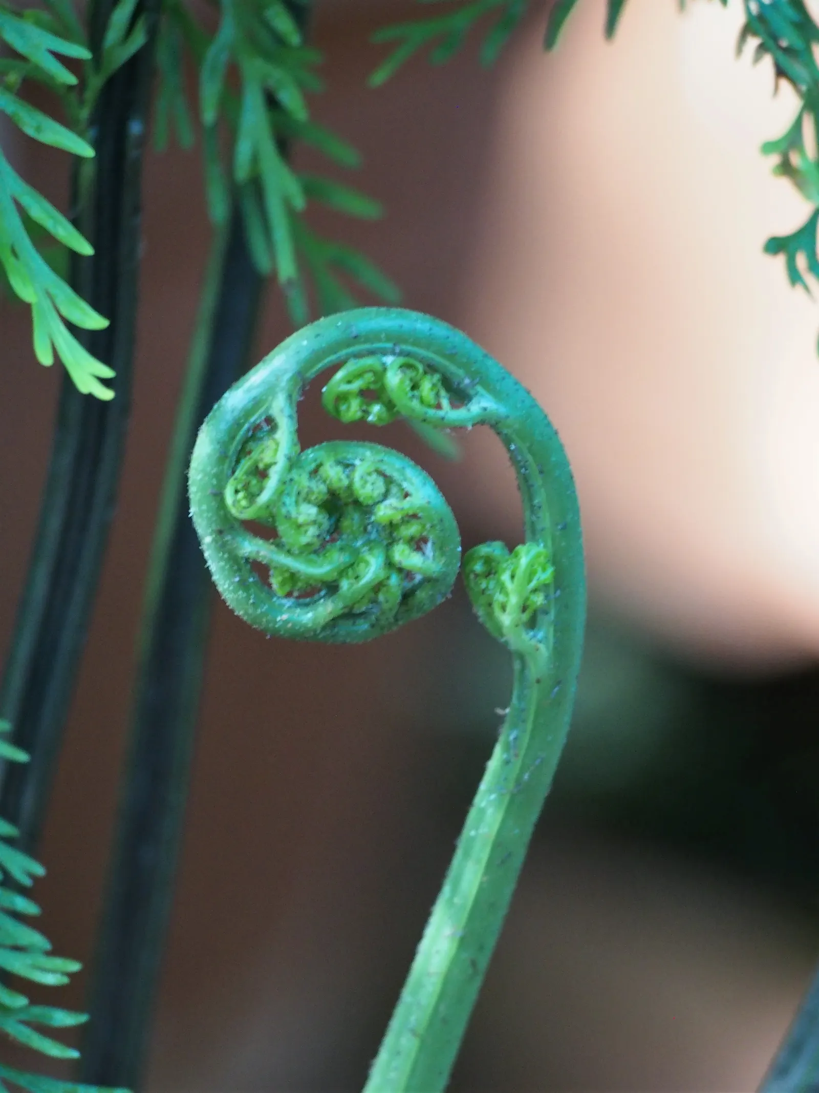 Mother Fern (Asplenium Bulbiferum) — It also necessitates consistently moist soil, so regular watering is essential, particularly during dry spells
