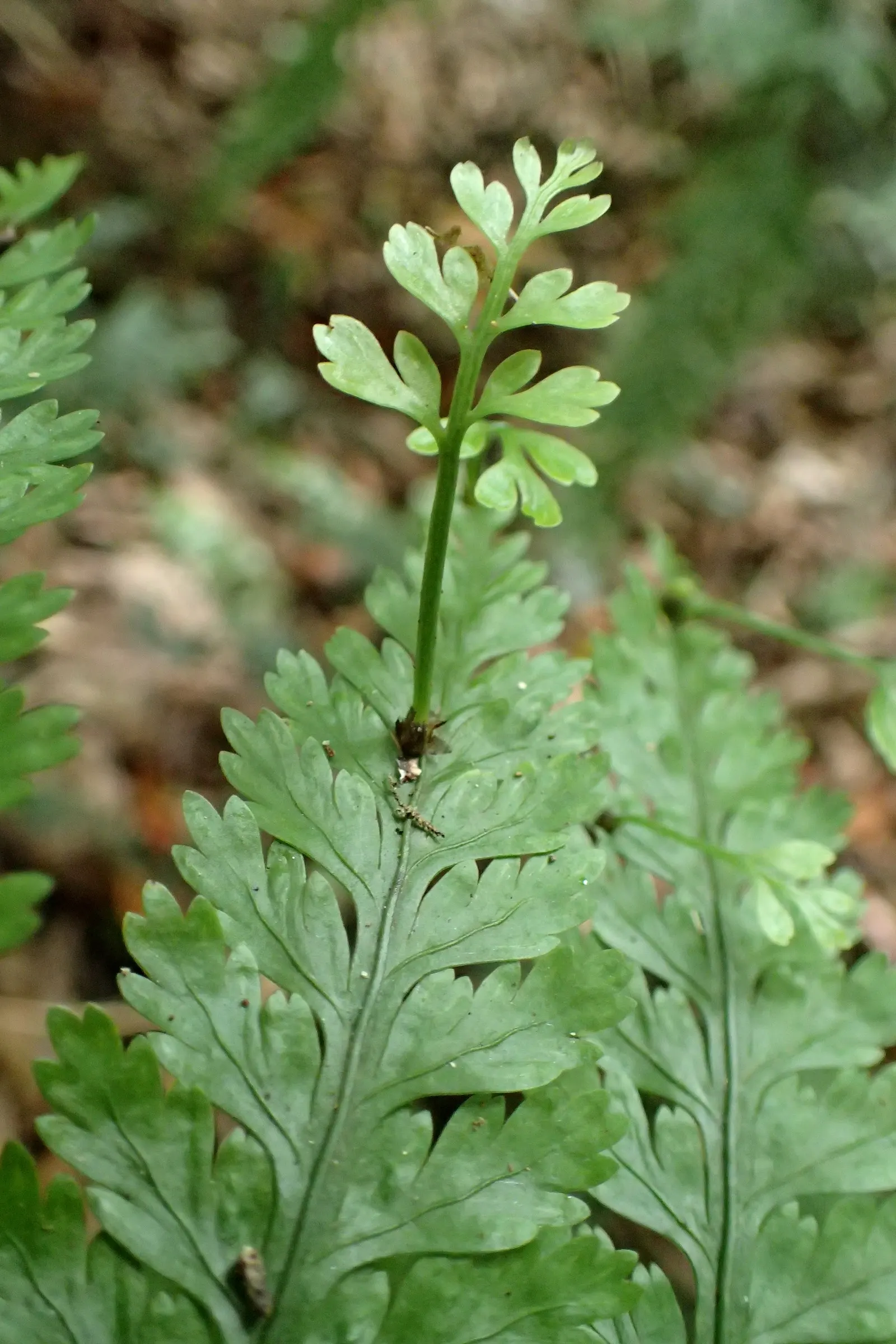 Mother Fern (Asplenium Bulbiferum) — is a lush evergreen fern boasting feathery fronds that reach 1-2 feet in length; it prefers partial to full shade and