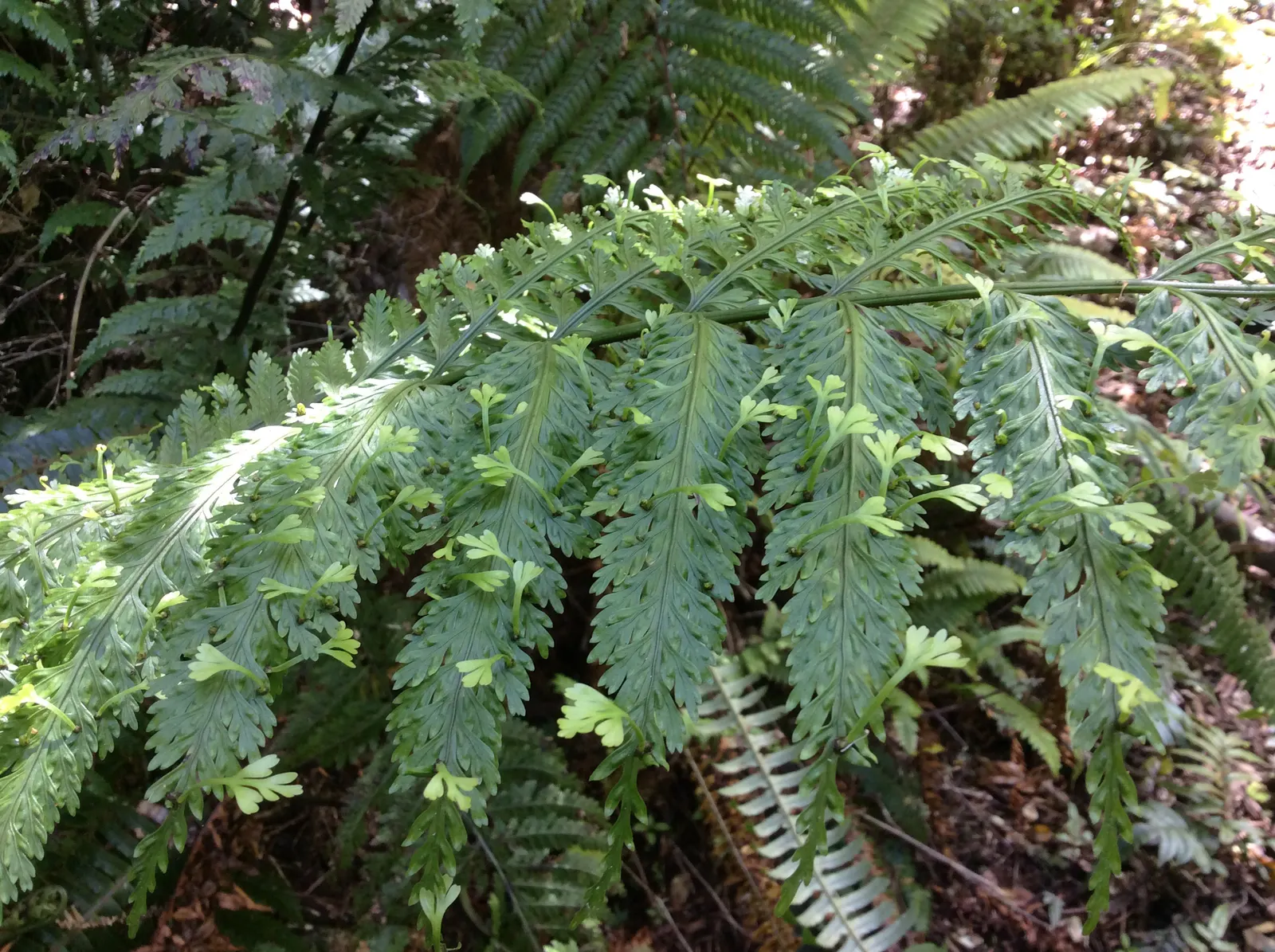 Mother Fern (Asplenium Bulbiferum) — making it an excellent choice for a serene and inviting garden design; they can drop off and root in the surrounding soil