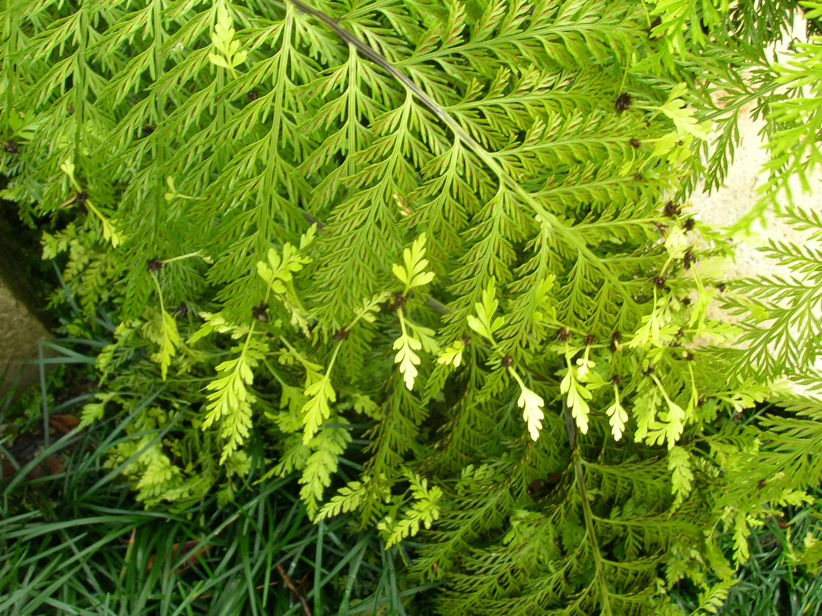 Mother Fern (Asplenium Bulbiferum) — commonly known as the Mother Fern