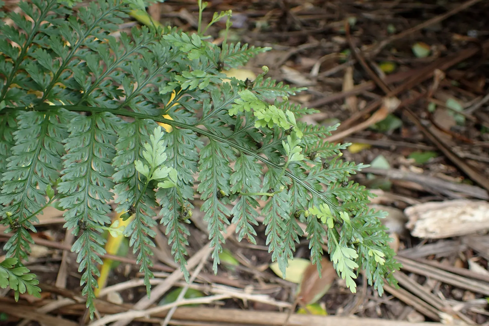 Mother Fern (Asplenium Bulbiferum) — ensuring ample space between specimens to accommodate their full size