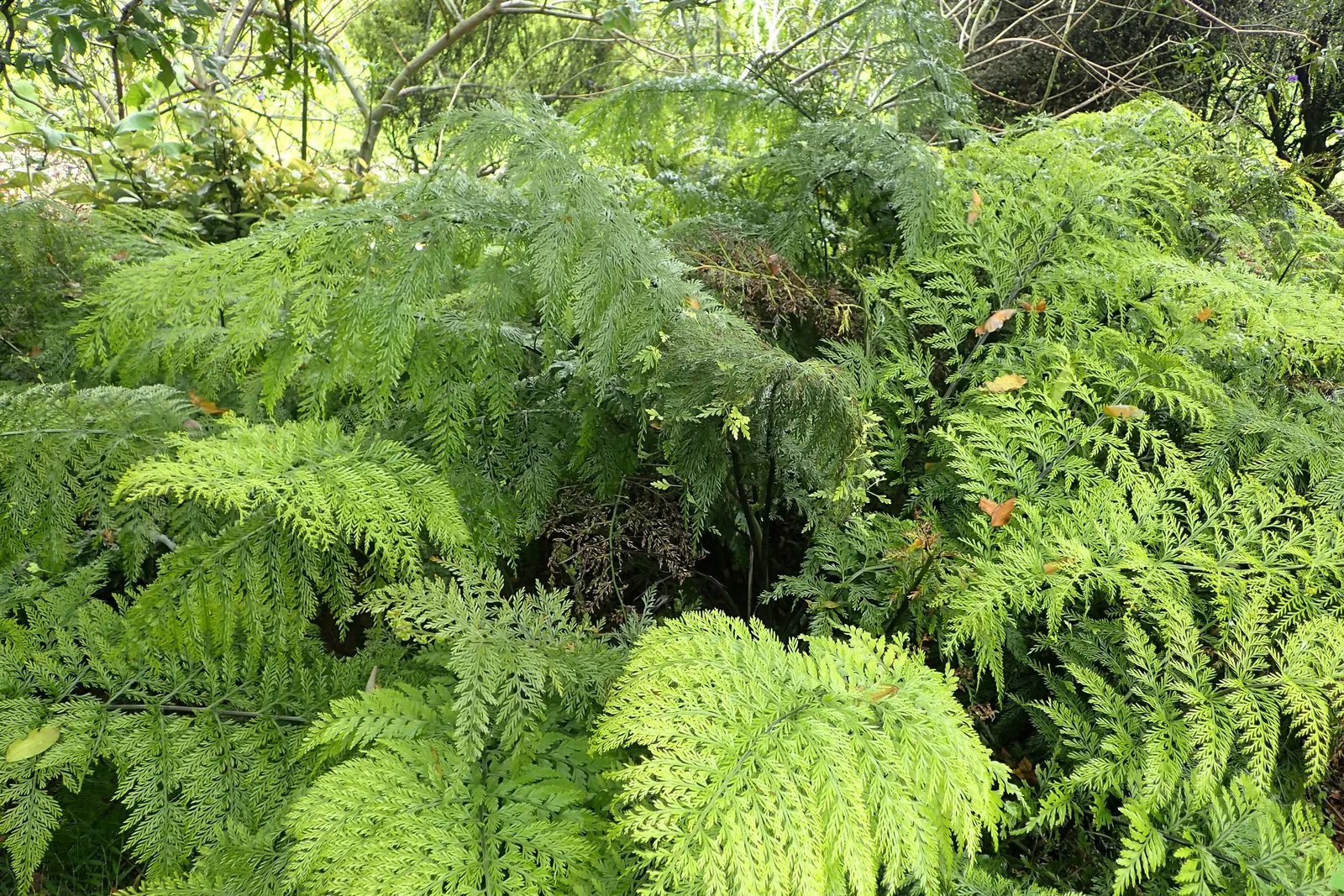 Mother Fern (Asplenium Bulbiferum) — This fern originates from New Zealand and eastern Australia and thrives in USDA hardiness zones 9-11; evergreen fern that