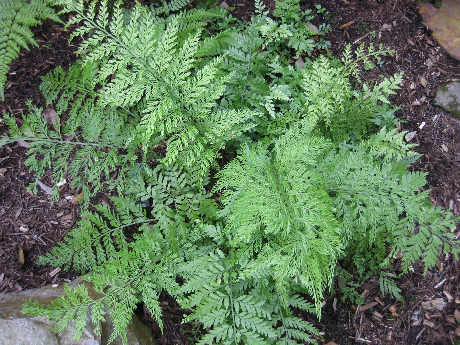 Mother Fern (Asplenium Bulbiferum) — evergreen fern that adds delicate beauty to shaded landscapes
