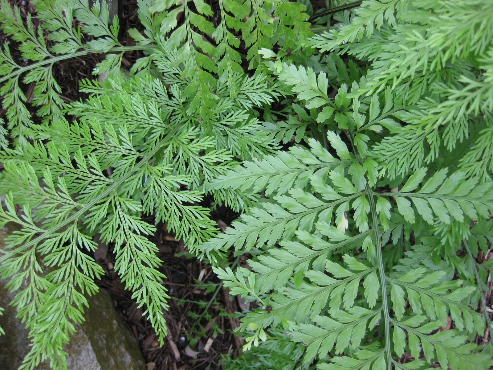 Mother Fern (Asplenium Bulbiferum) — Valued for its reproductive vivipary, it produces tiny plantlets along the frond's undersides