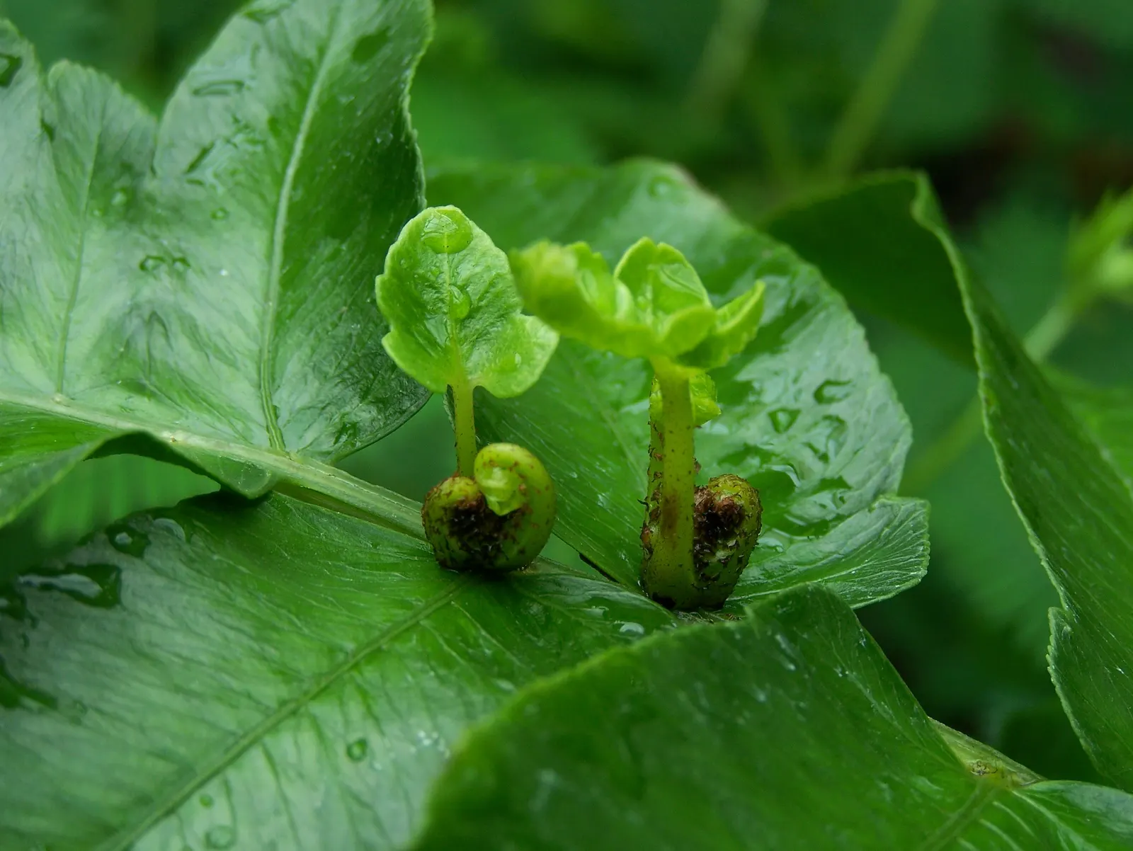 Mother Fern (Asplenium Bulbiferum) — Valued for its reproductive vivipary, it produces tiny plantlets along the frond's undersides; one distinct, image 48