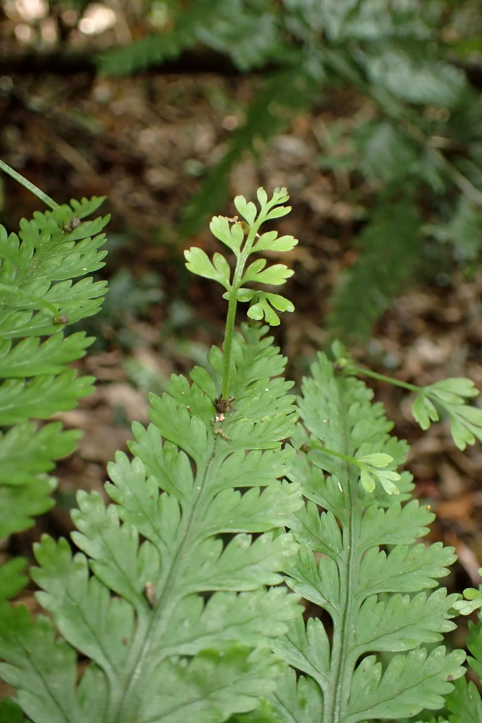 Mother Fern (Asplenium Bulbiferum) — Valued for its reproductive vivipary, it produces tiny plantlets along the frond's undersides; one distinct characteristic