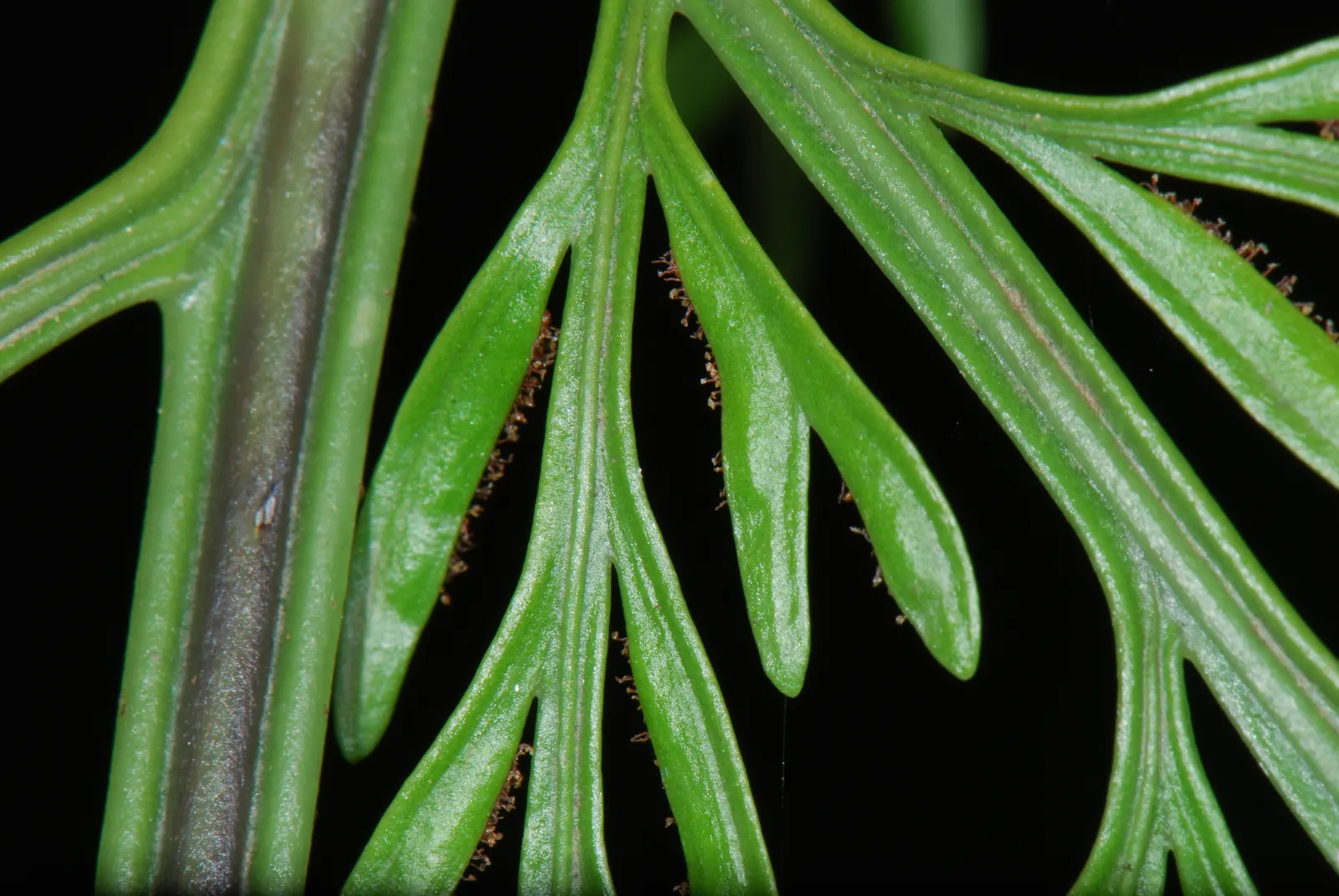 Mother Fern (Asplenium Bulbiferum) — These offspring root easily upon falling