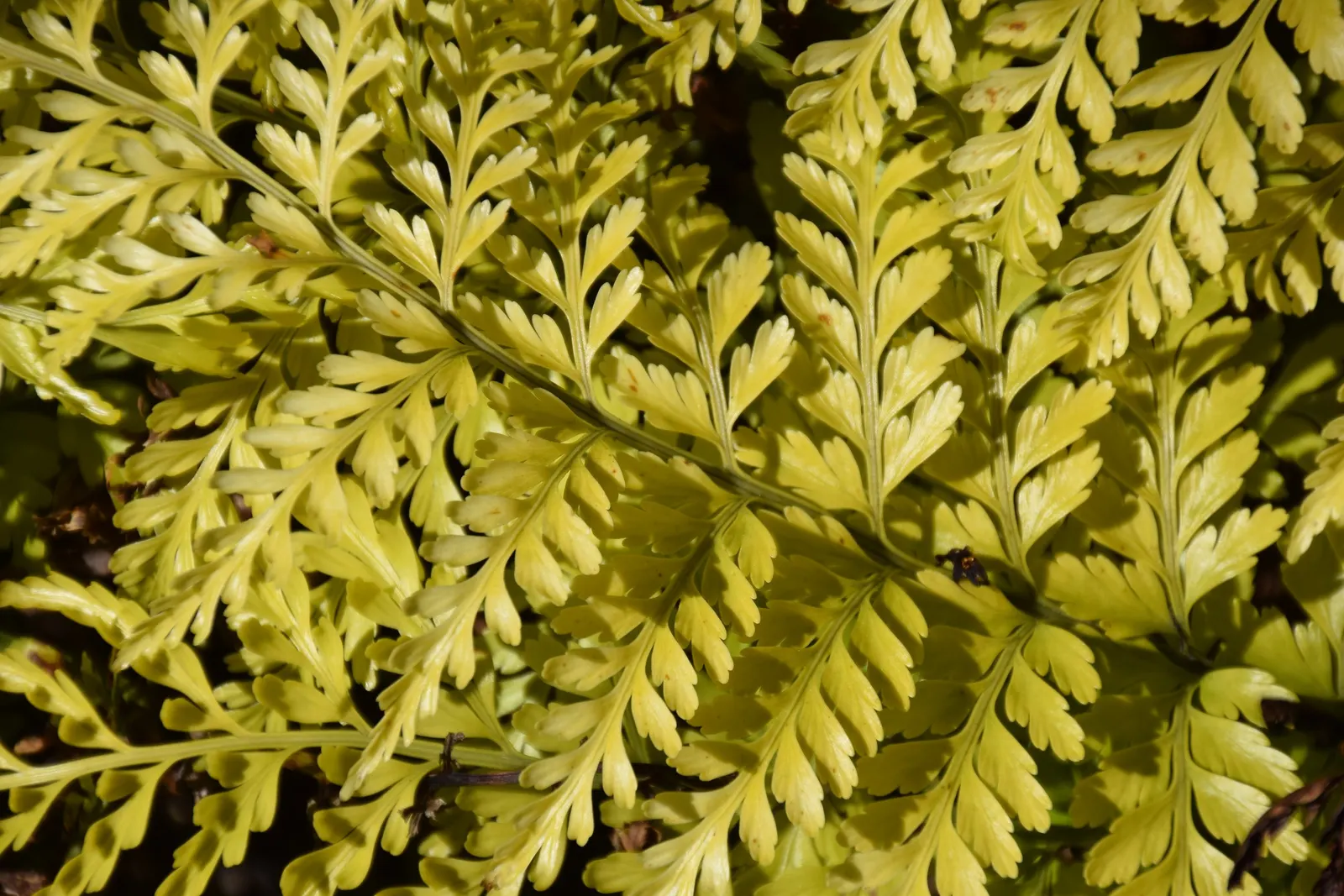 Mother Fern (Asplenium Bulbiferum) — ensuring ample space between specimens to accommodate their full size; making it an excellent choice for a serene and