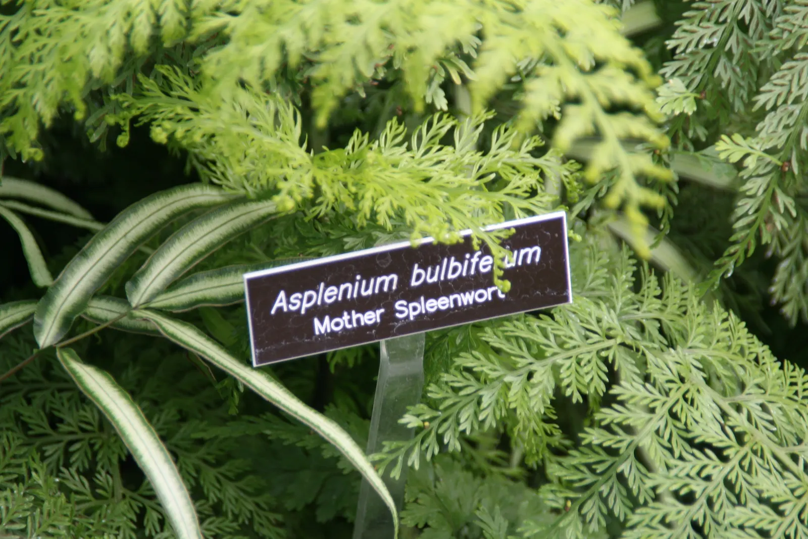 Mother Fern (Asplenium Bulbiferum) — It is particularly suited for understory plantings in temperate regions; giving rise to new ferns and aiding in