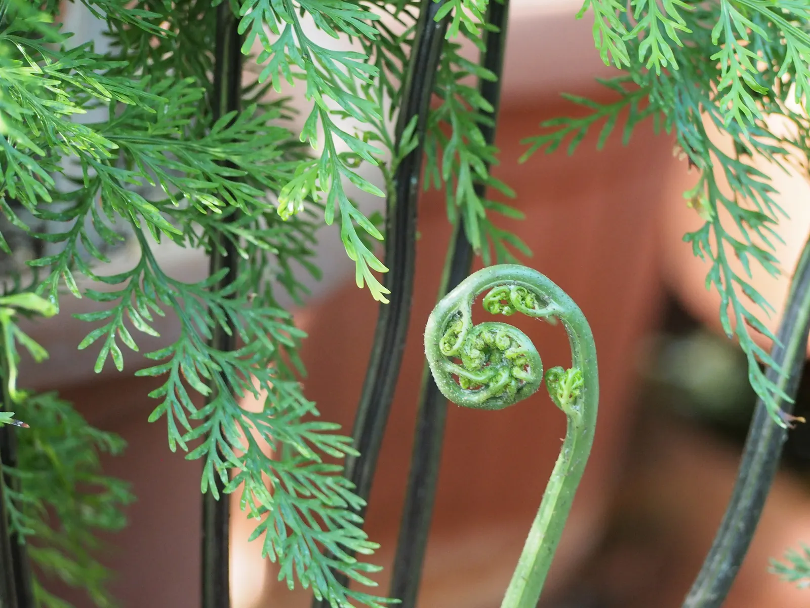 Mother Fern (Asplenium Bulbiferum) — account for its mature spread
