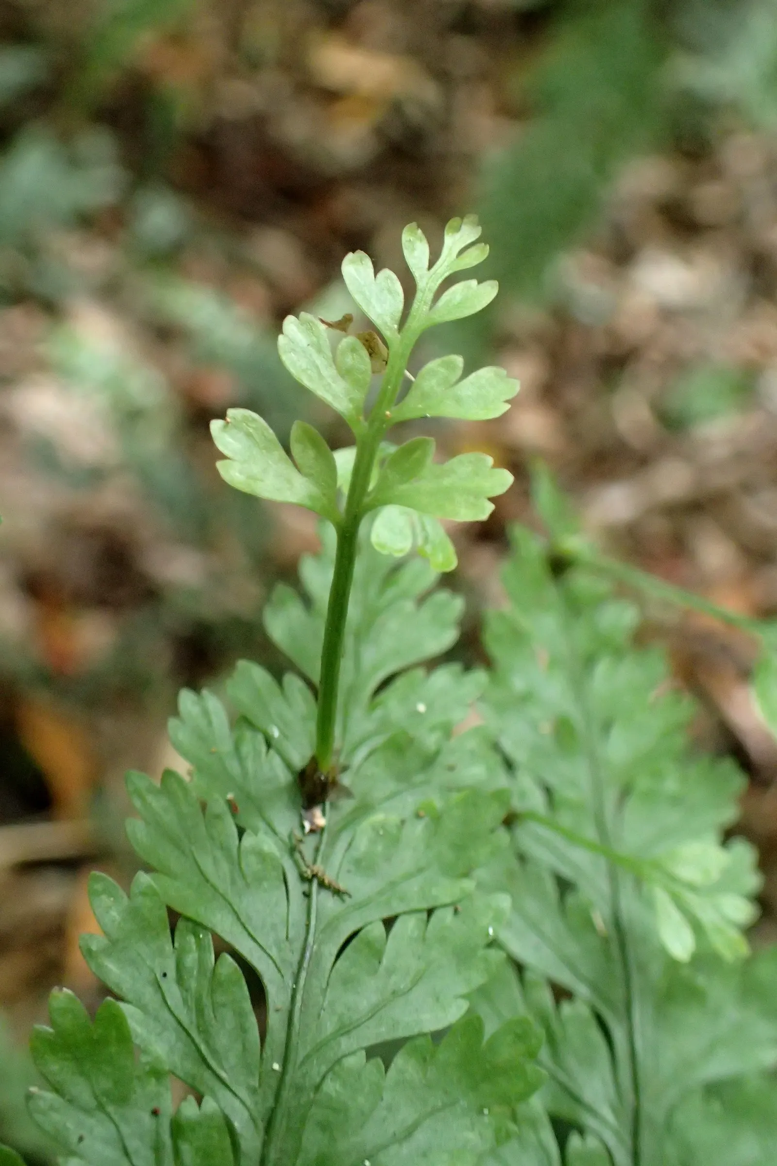 Mother Fern (Asplenium Bulbiferum) — Be cautious of overwatering, however, as it can lead to root rot