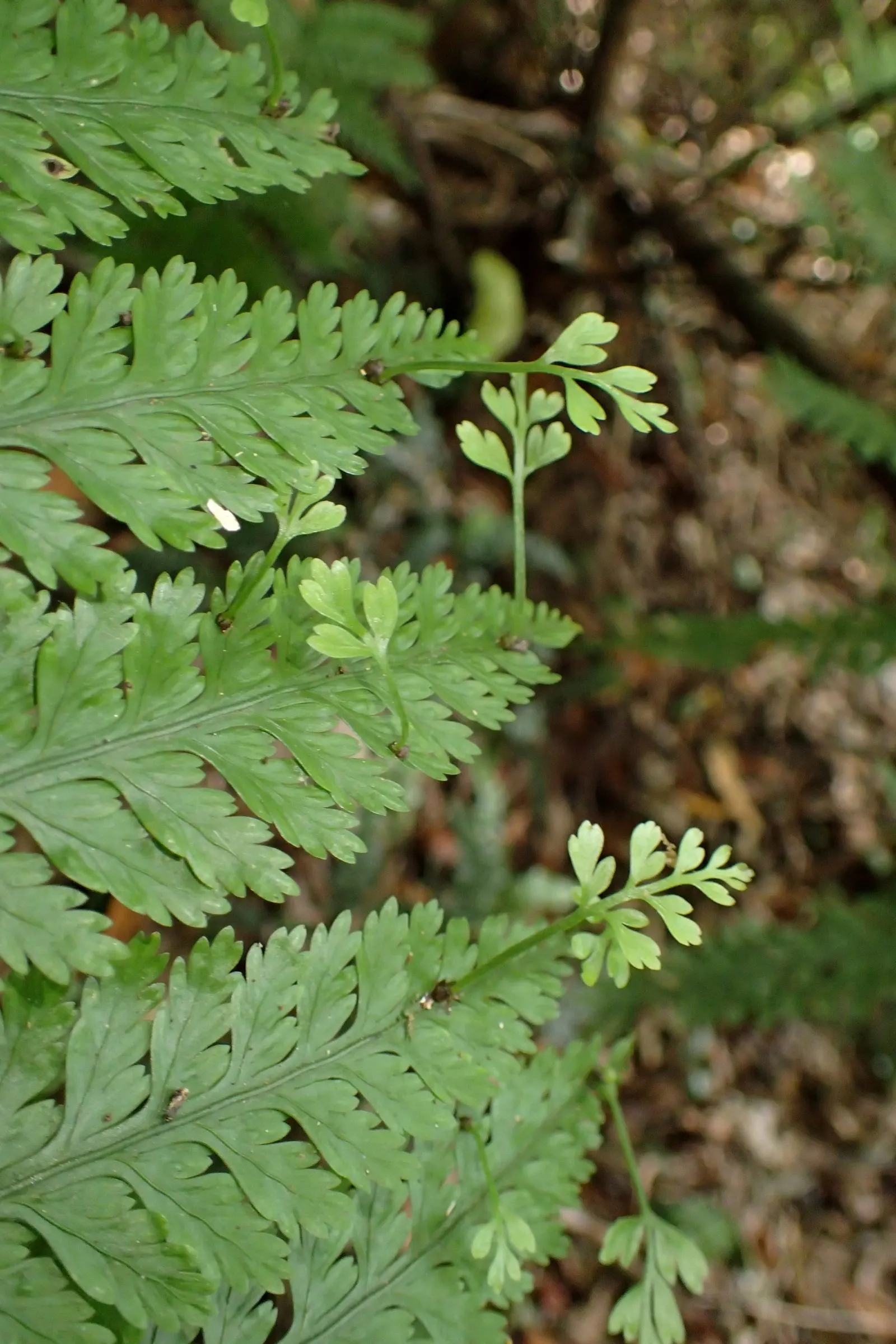 Mother Fern (Asplenium Bulbiferum) — well-drained soil with a pH range of 5.0 to 5.5; lance-shaped leaflets are neatly lined along each side of the rachis (the