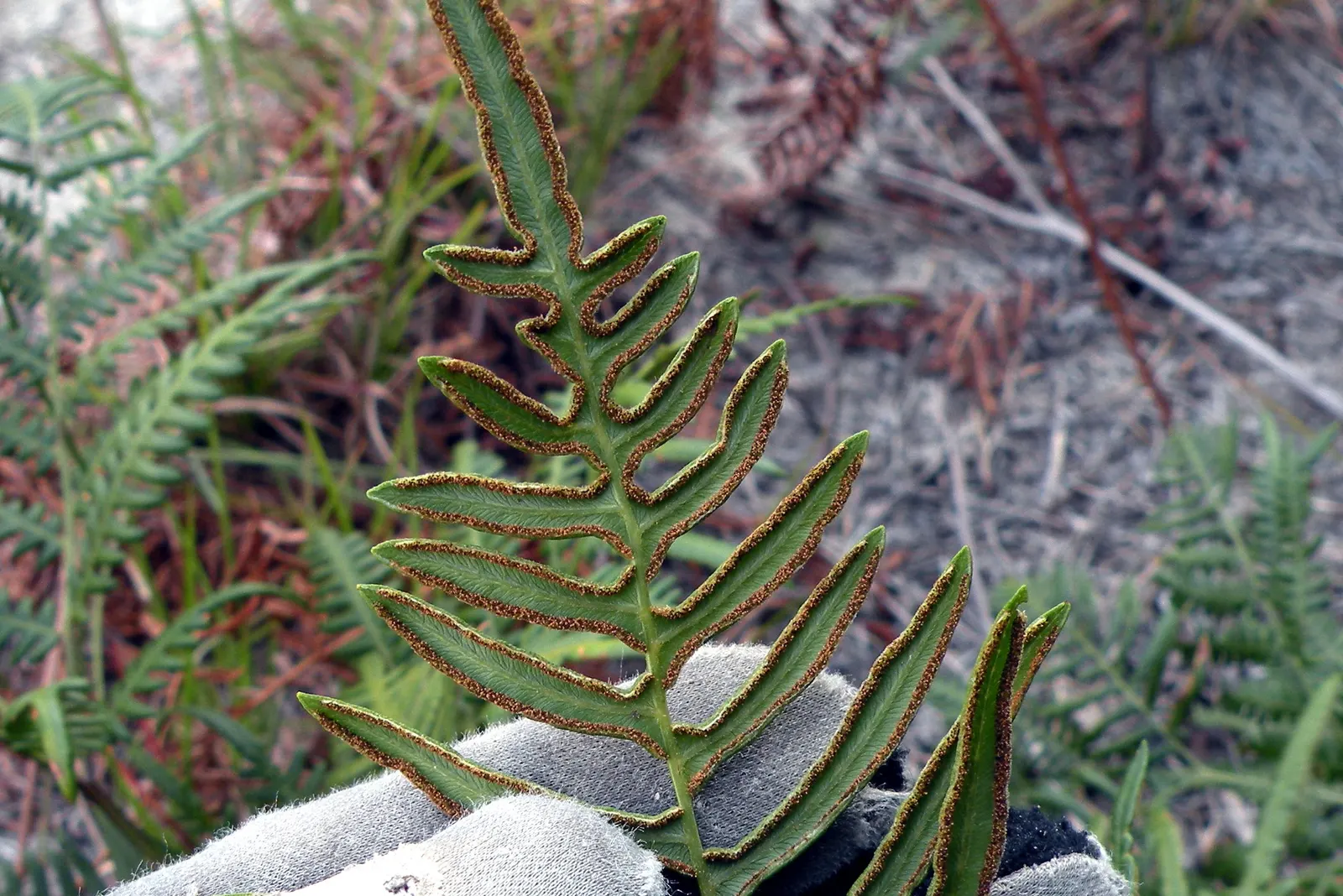 Mother Fern (Asplenium Bulbiferum) — It also necessitates consistently moist soil, so regular watering is essential, particularly during dry spells; is a lush