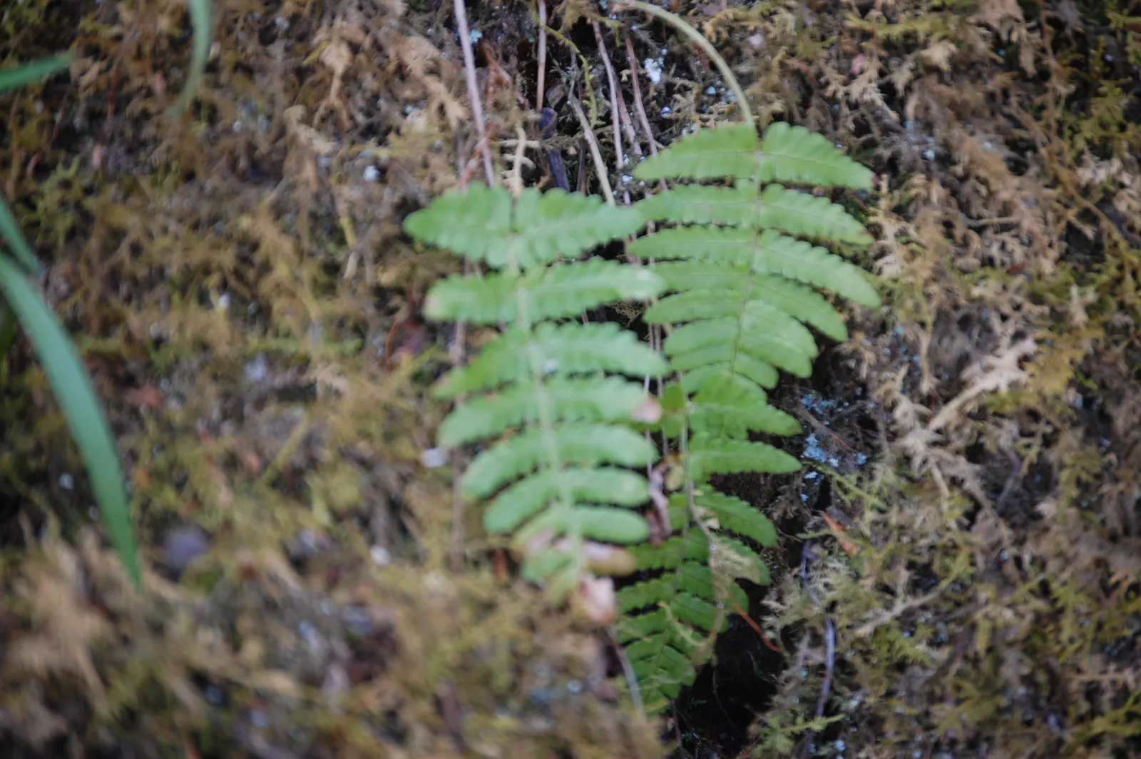Mother Fern (Asplenium Bulbiferum) — As these plantlets mature