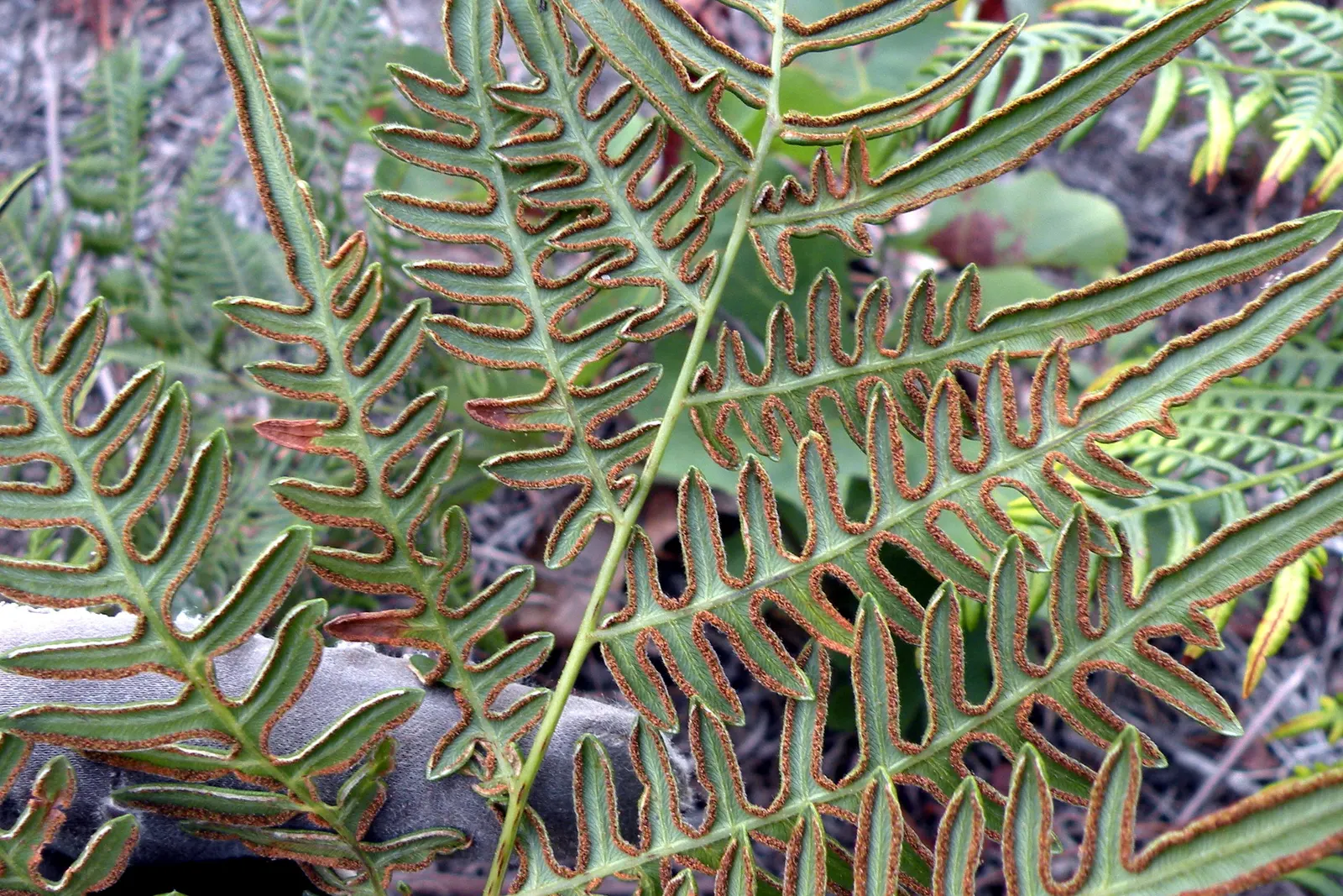 Mother Fern (Asplenium Bulbiferum) — fern for deep shade or shade