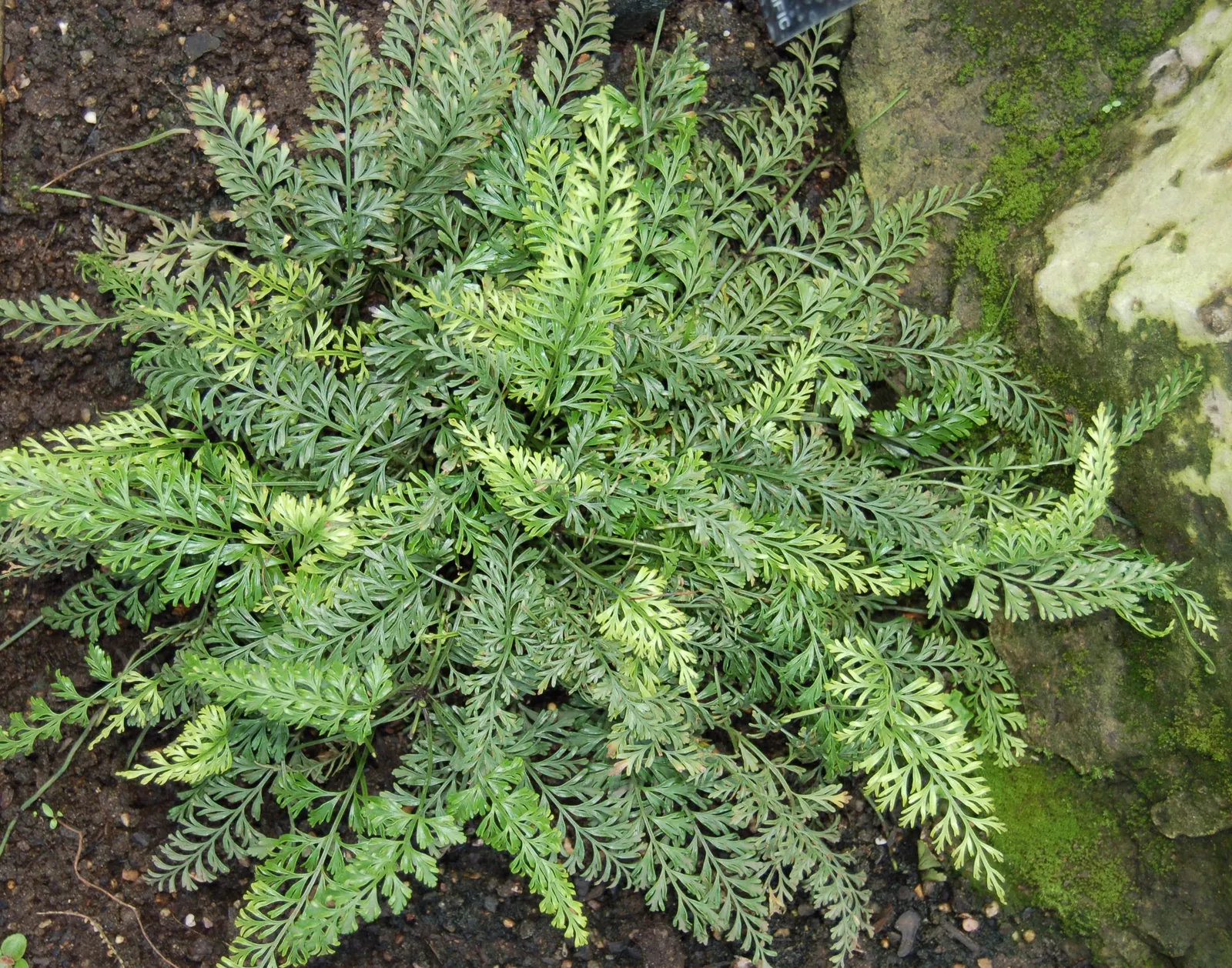 Mother Fern (Asplenium Bulbiferum) — giving rise to new ferns and aiding in propagation.<br><br>For optimal growth; these offspring root easily upon falling