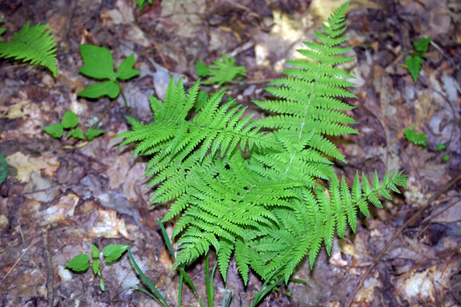 Mother Fern (Asplenium Bulbiferum) — Be cautious of overwatering, however, as it can lead to root rot; this fern originates from New Zealand and eastern