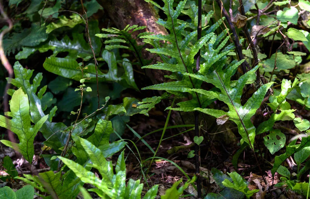 Mother Fern (Asplenium Bulbiferum) — It prefers partial to full shade and moist, well-drained soil; valued for its reproductive vivipary, it, image 50