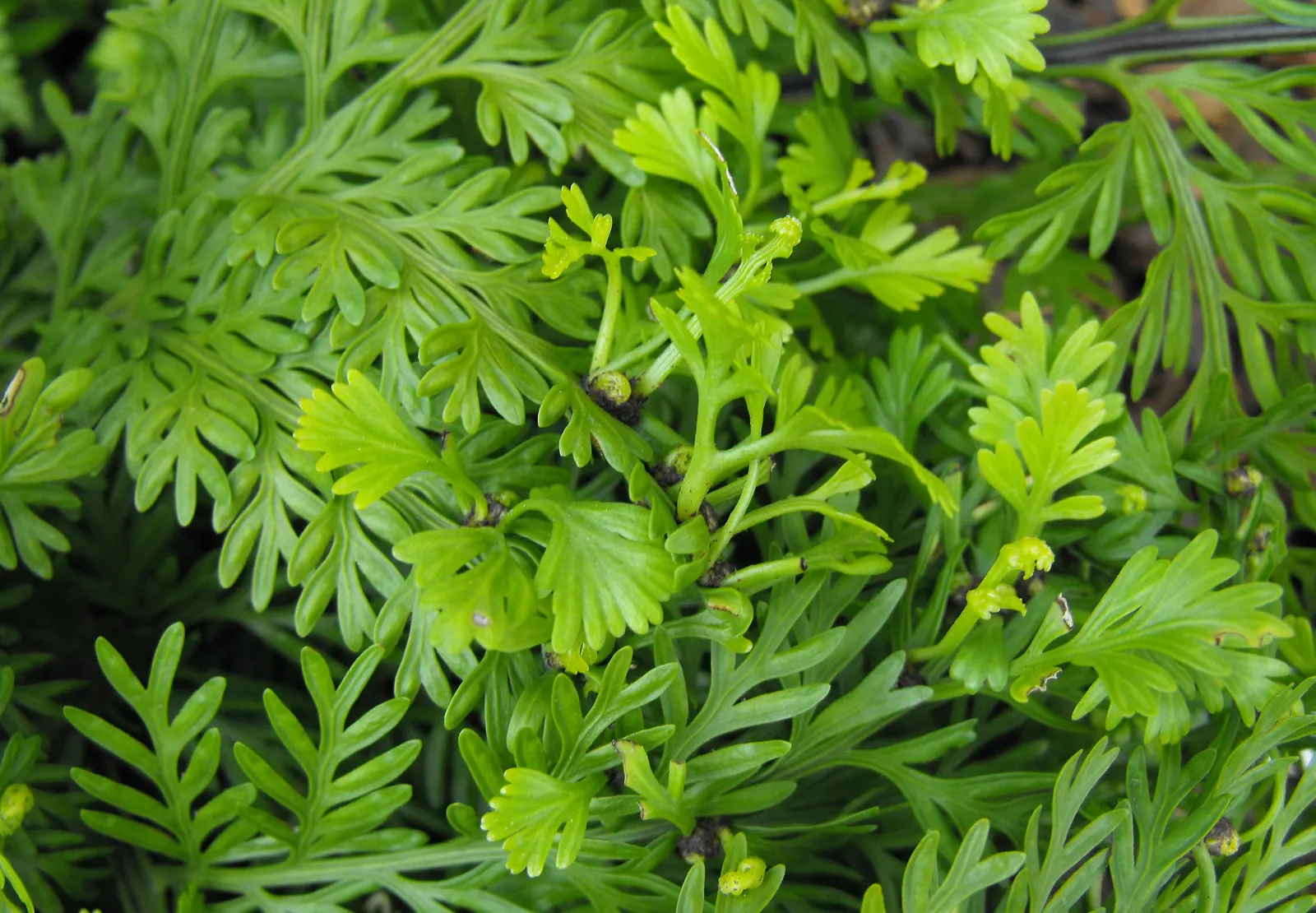 Mother Fern (Asplenium Bulbiferum) — It prefers partial to full shade and moist, well-drained soil