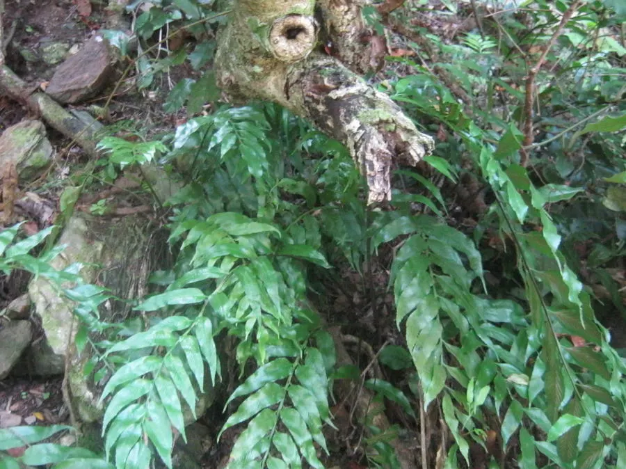 Mother Fern (Asplenium Bulbiferum) — is a lush evergreen fern boasting feathery fronds that reach 1-2 feet in length