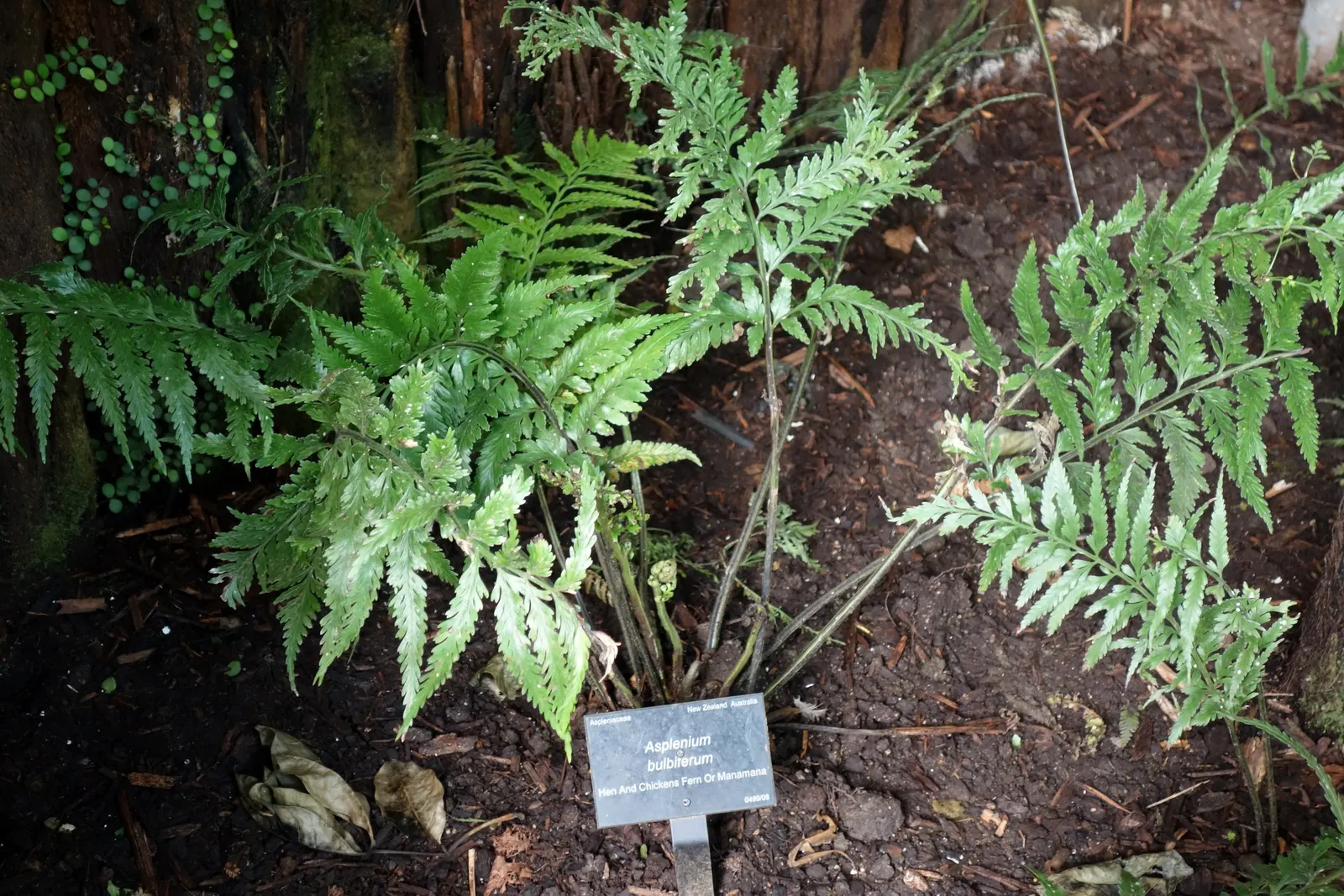 Mother Fern (Asplenium Bulbiferum) — lance-shaped leaflets are neatly lined along each side of the rachis (the central frond stem); the Mother Fern is a